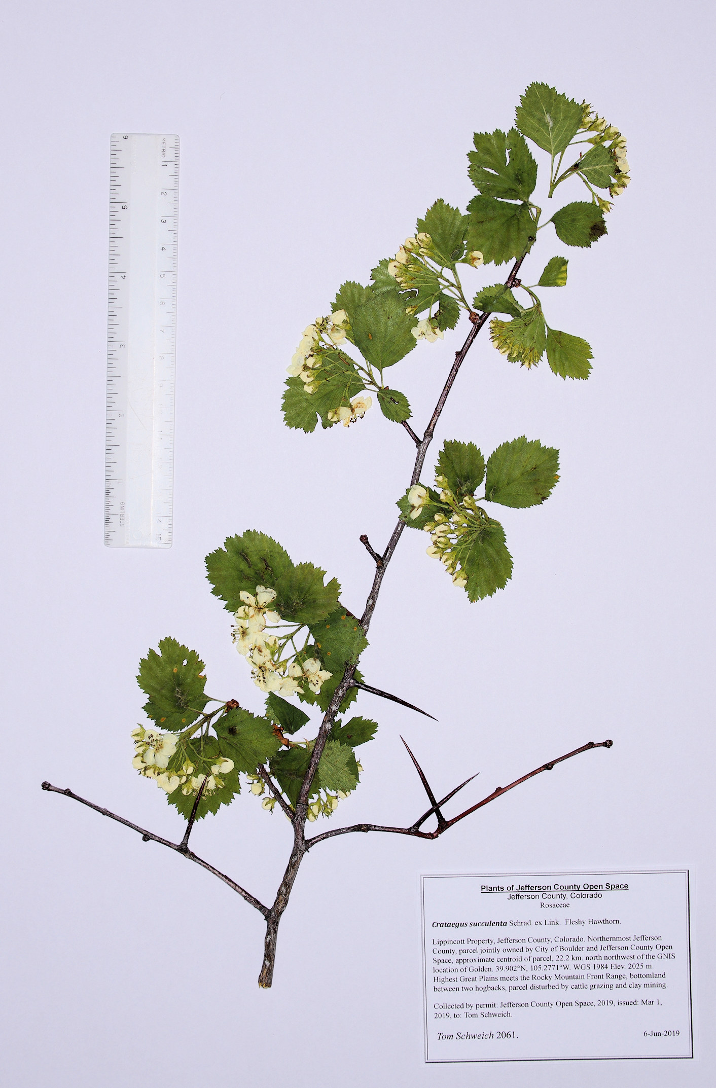Rosaceae Crataegus succulenta