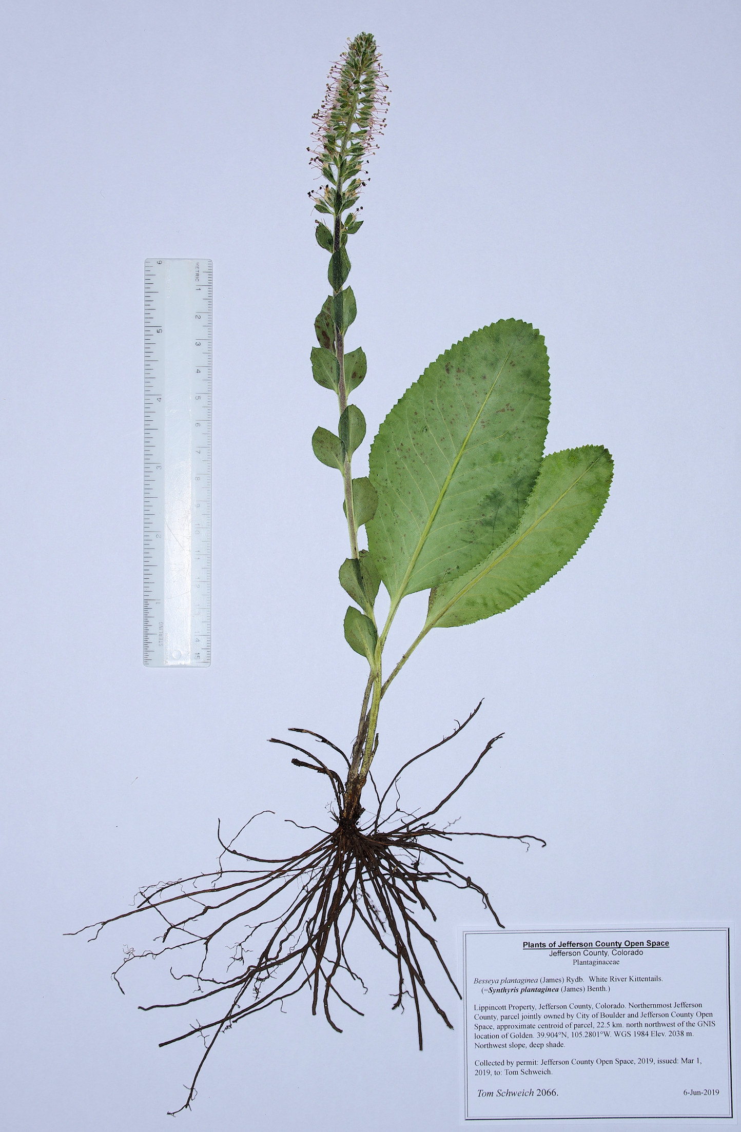 Plantaginaceae Besseya plantaginea
