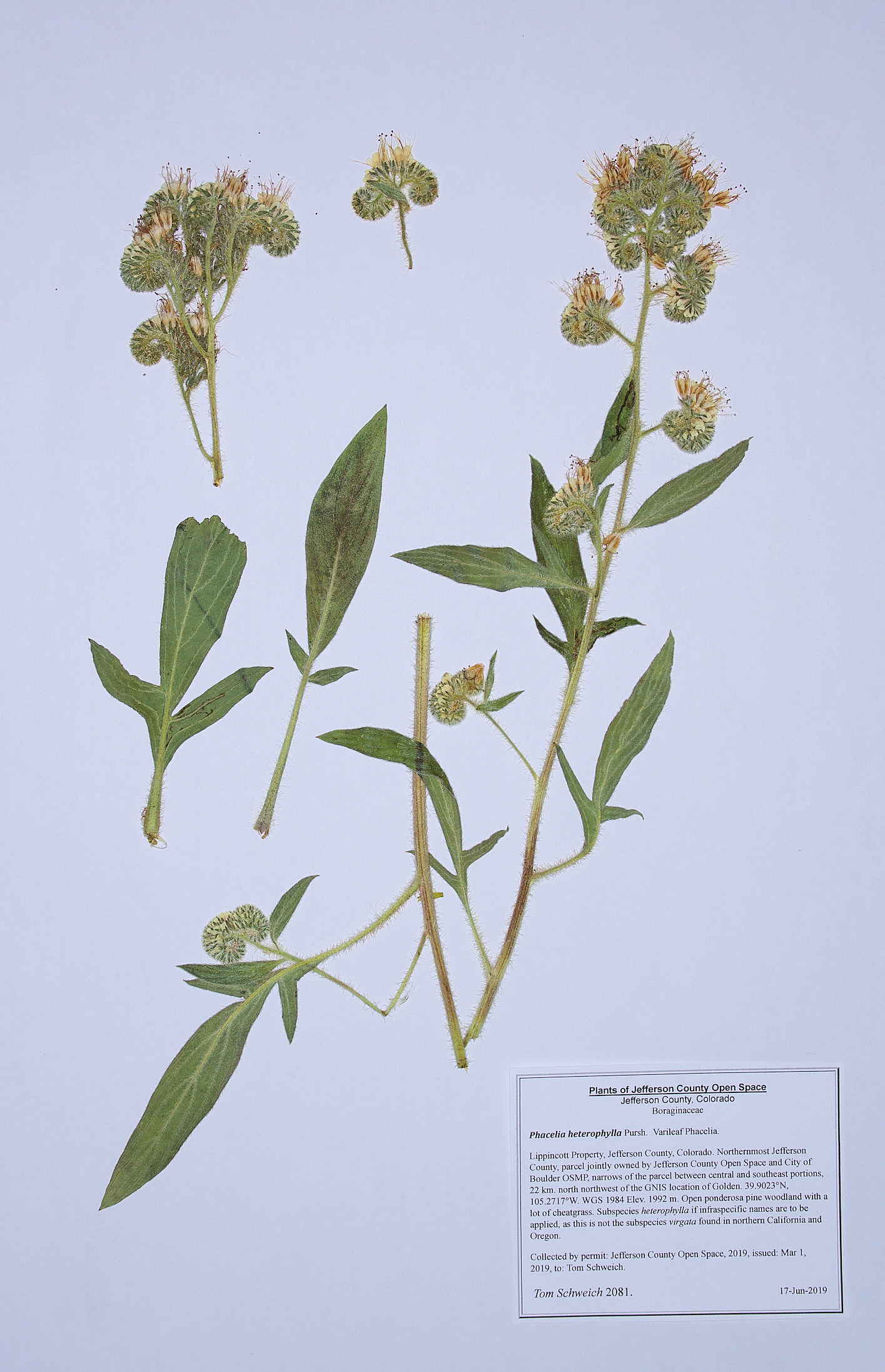 Boraginaceae Phacelia heterophylla