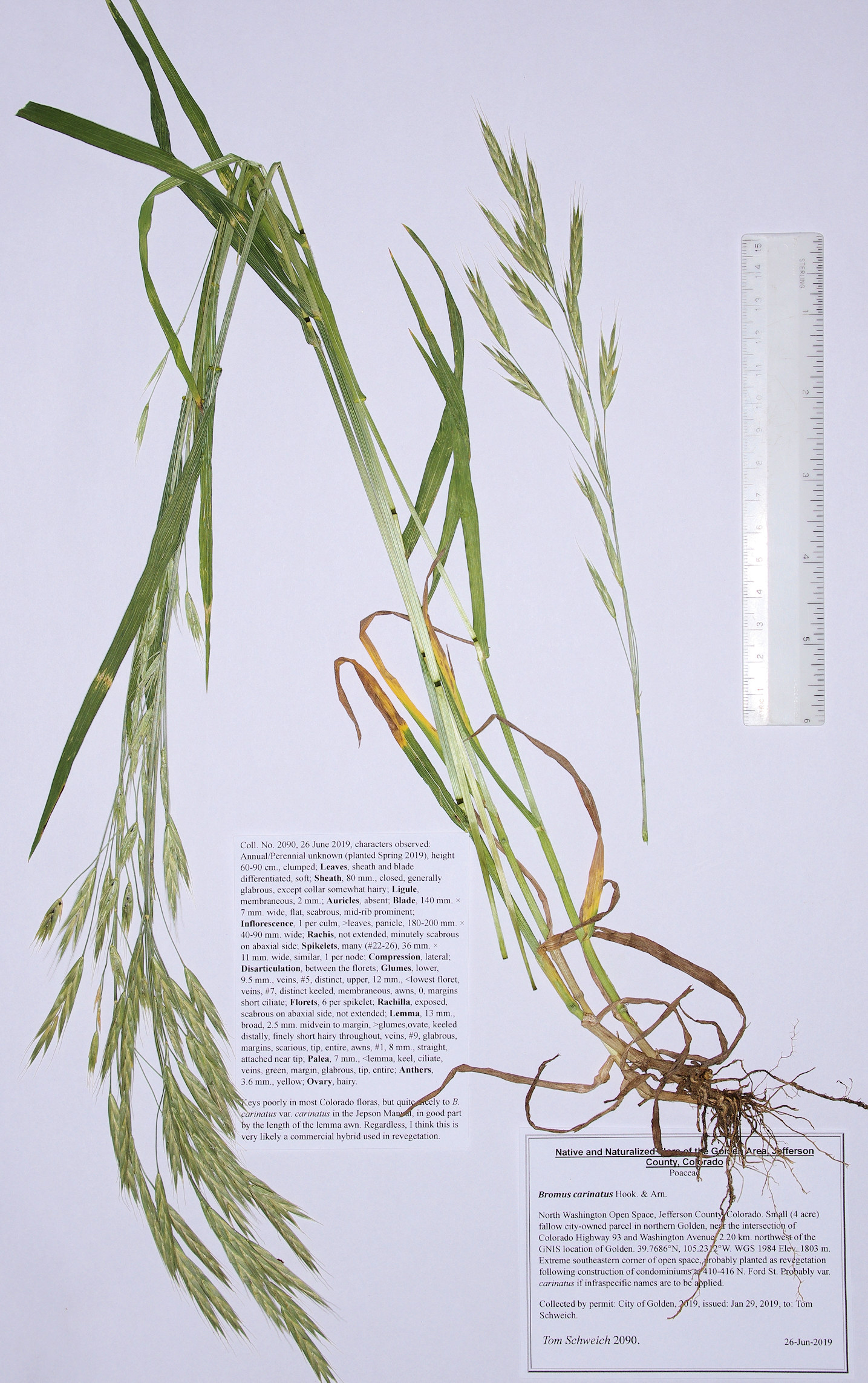 Poaceae Bromus carinatus
