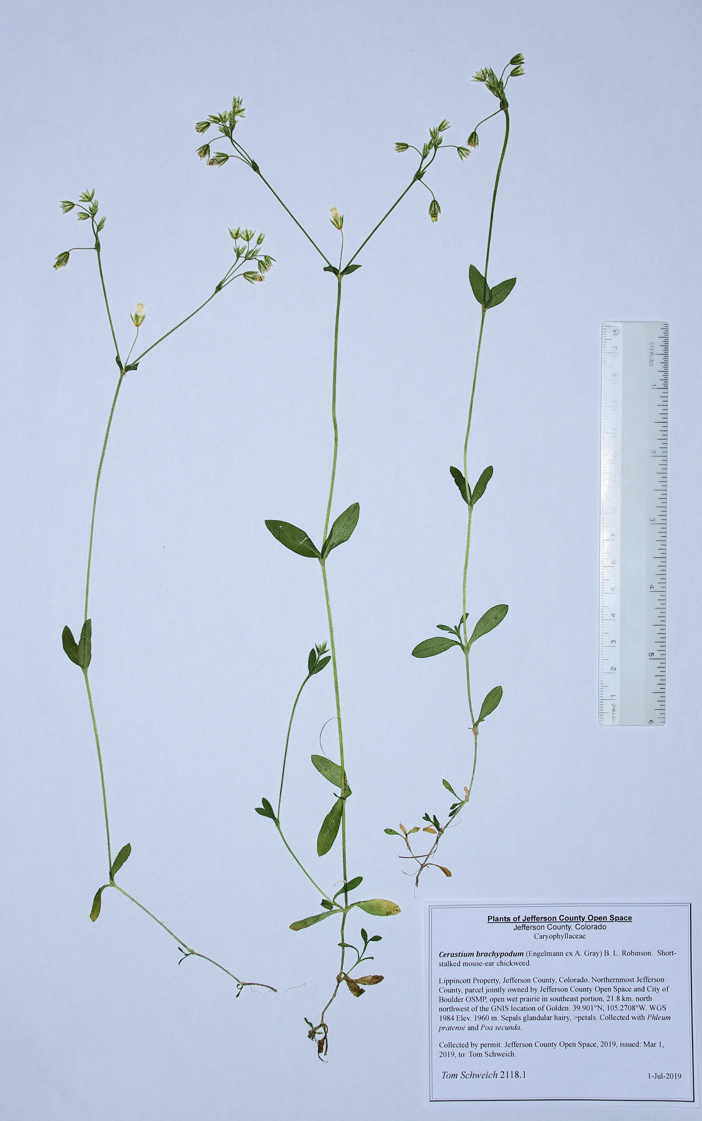 Caryophyllaceae Cerastium brachypodum