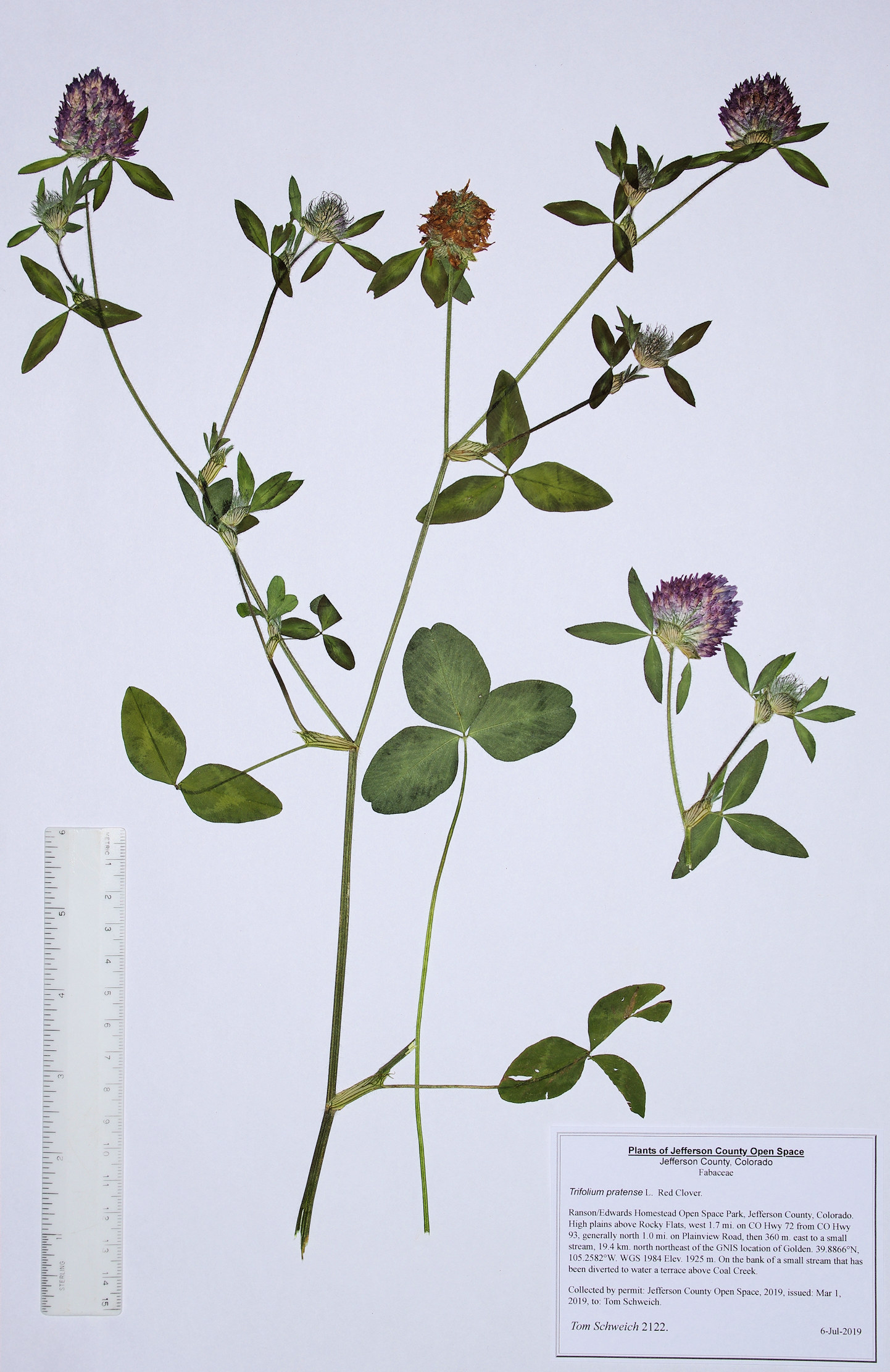 Fabaceae Trifolium pratense
