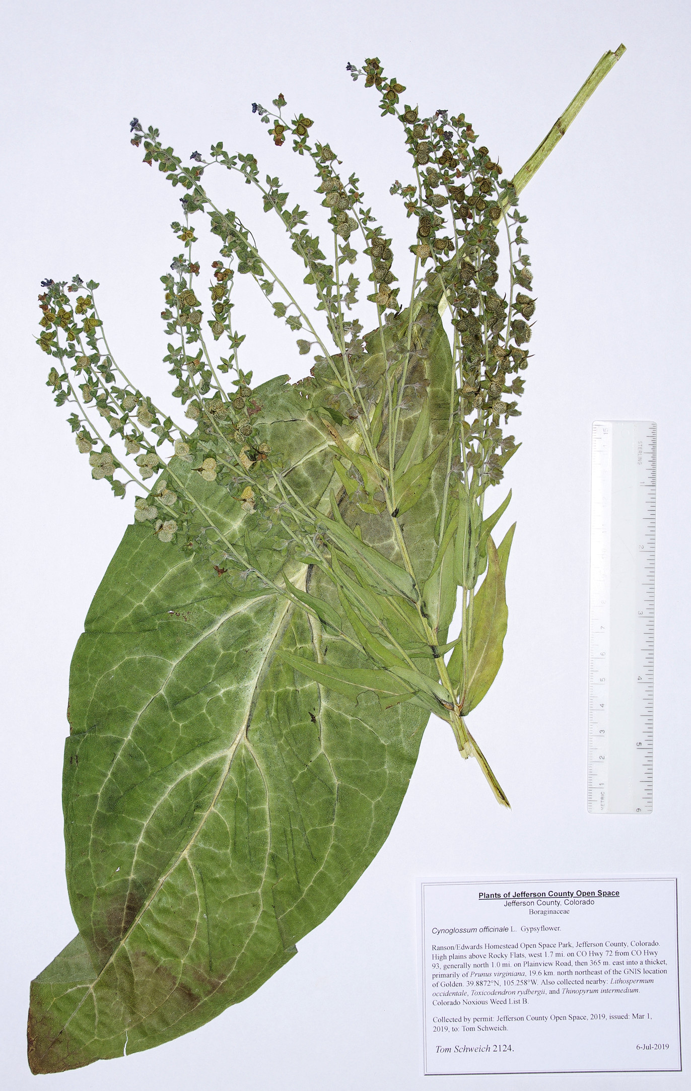 Boraginaceae Cynoglossum officinale