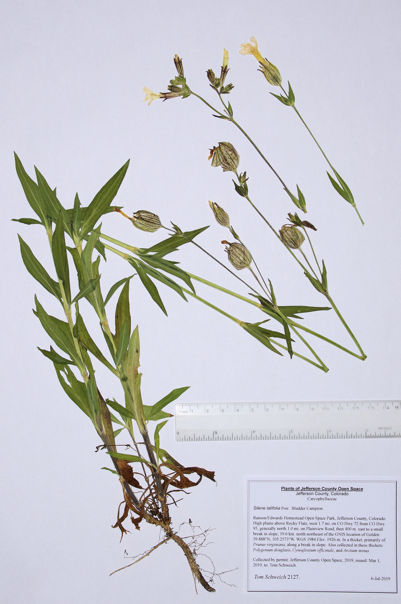 Caryophyllaceae Silene latifolia