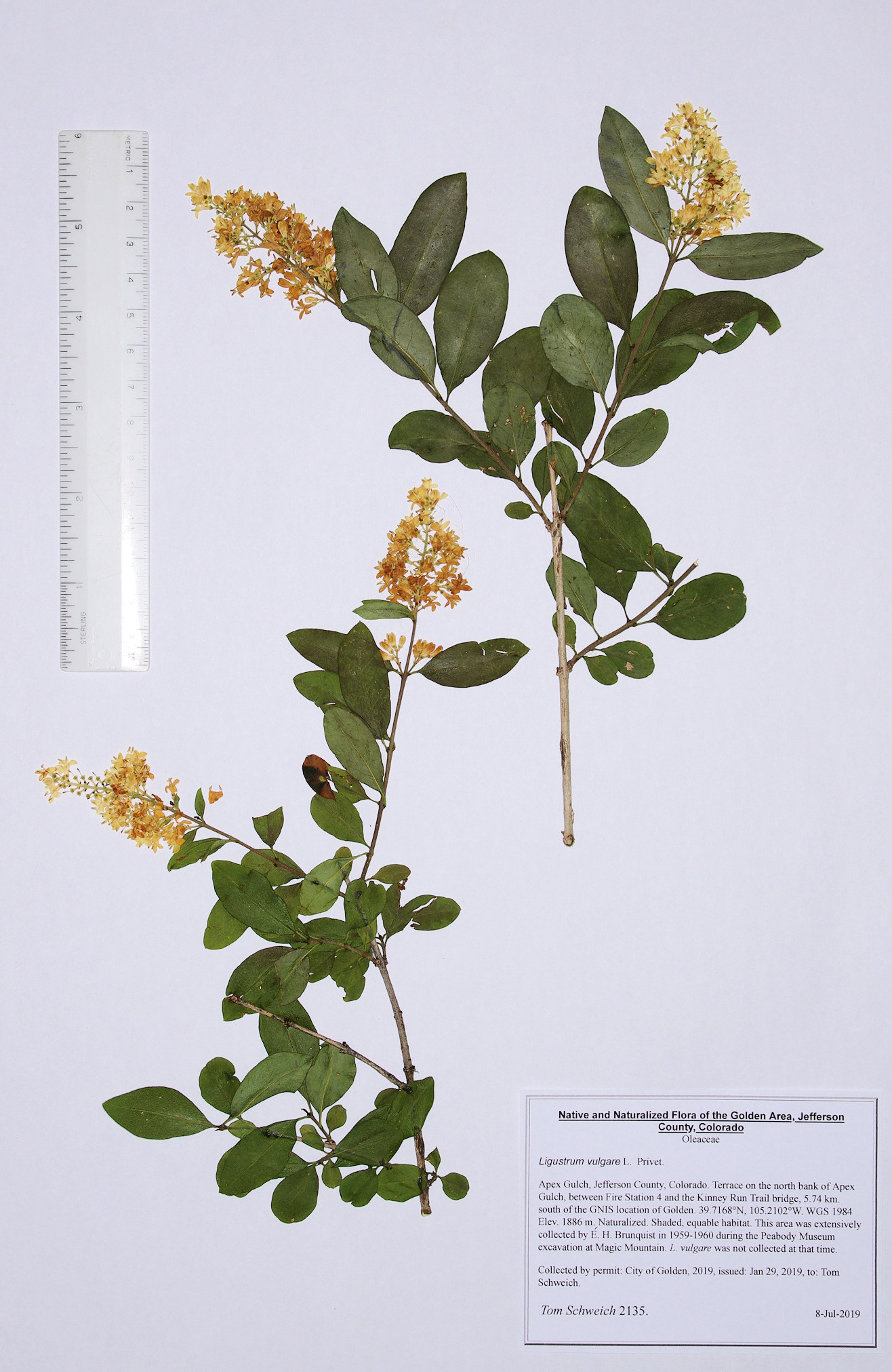 Oleaceae Ligustrum vulgare