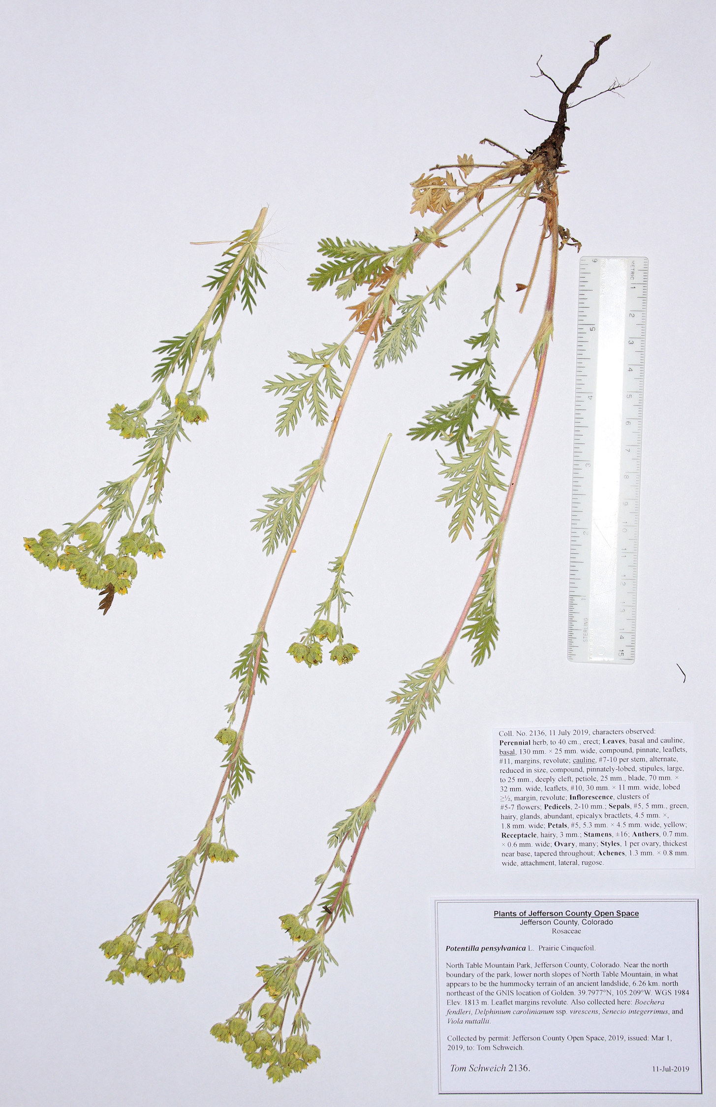 Rosaceae Potentilla pensylvanica