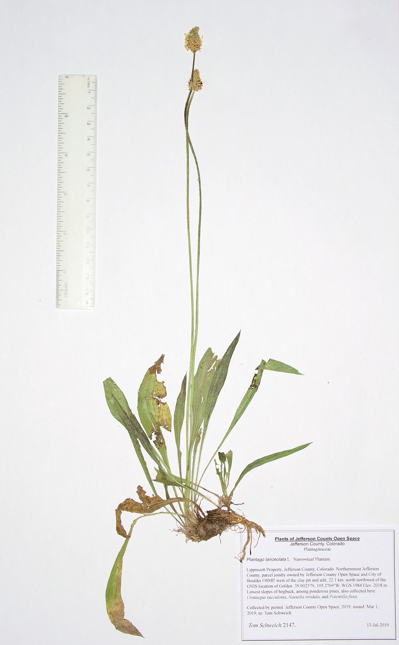 Plantaginaceae Plantago lanceolata