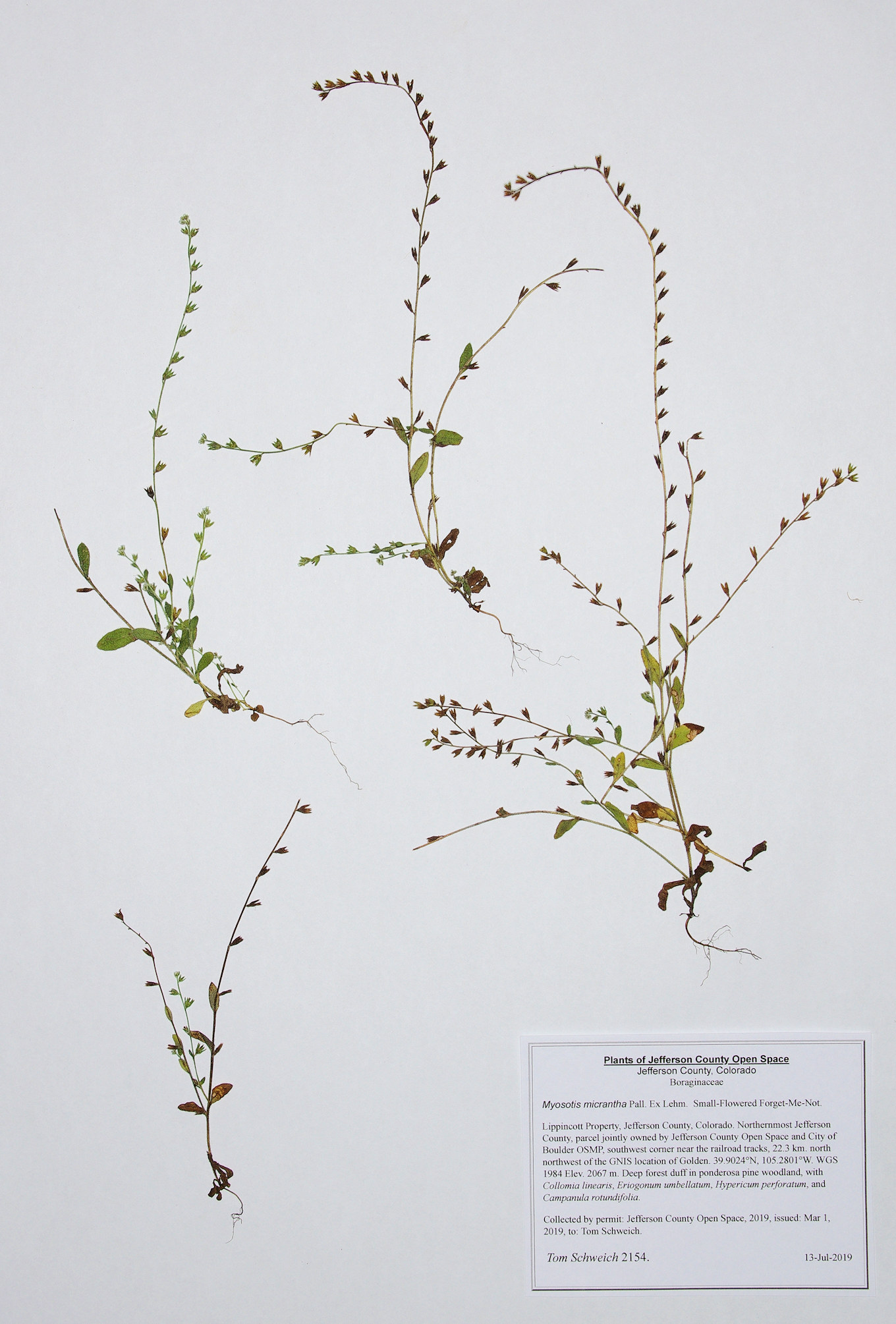Boraginaceae Myosotis micrantha
