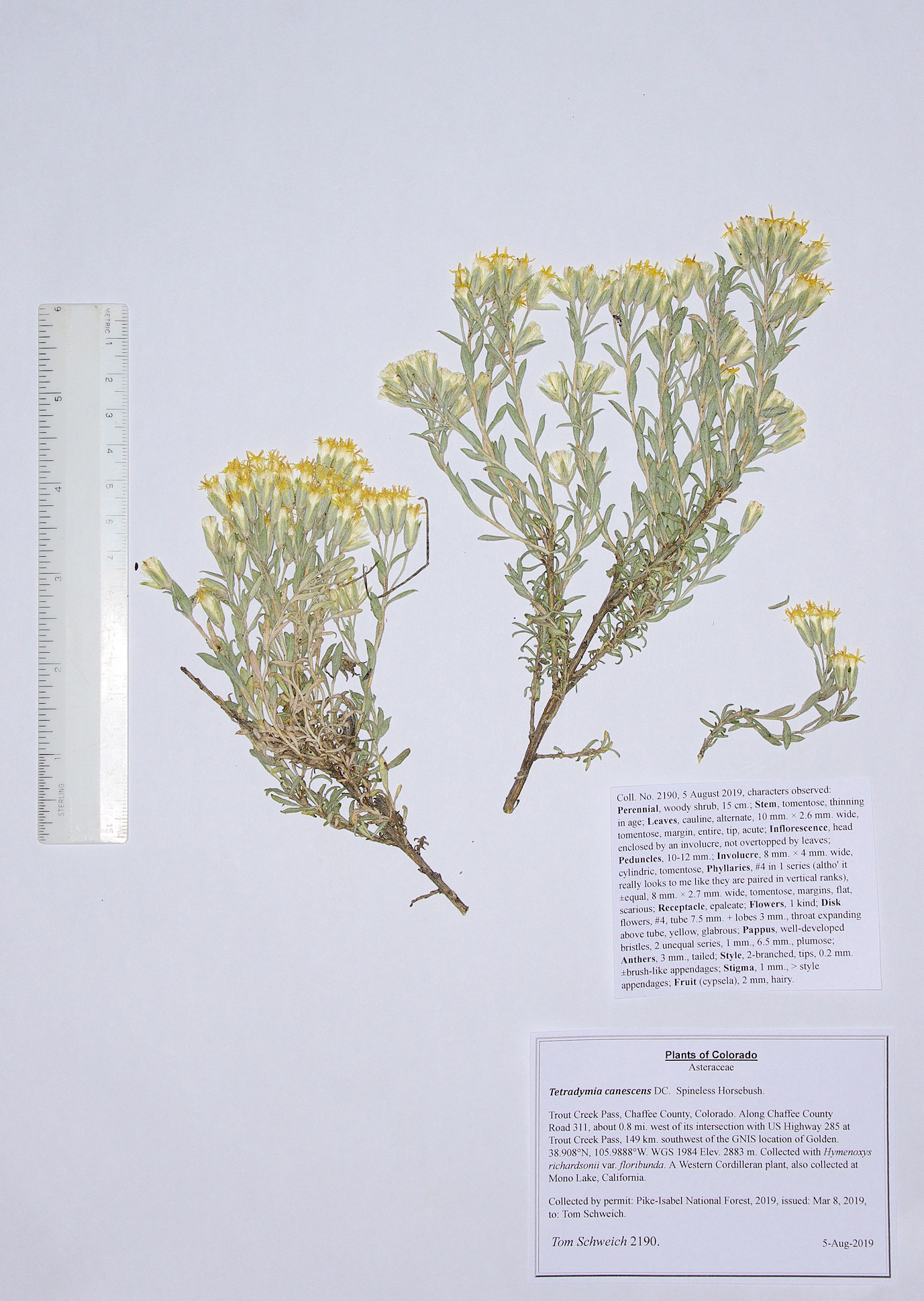 Asteraceae Tetradymia canescens