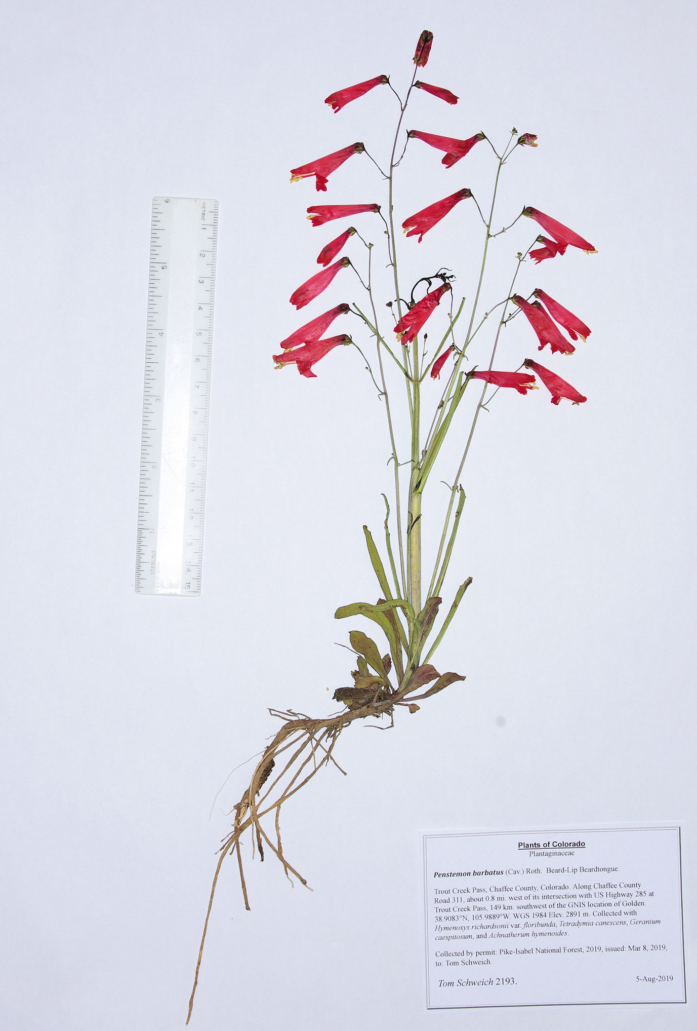 Plantaginaceae Penstemon barbatus