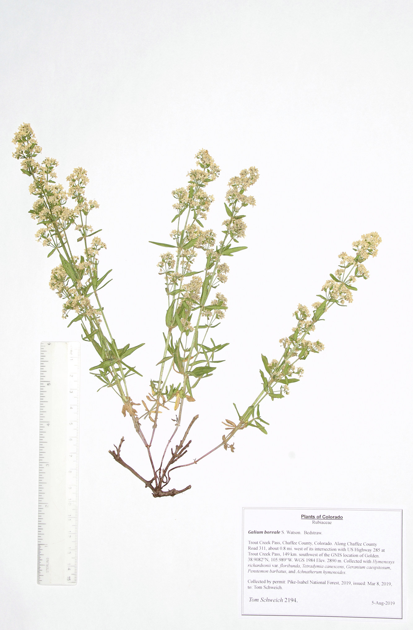 Rubiaceae Galium boreale