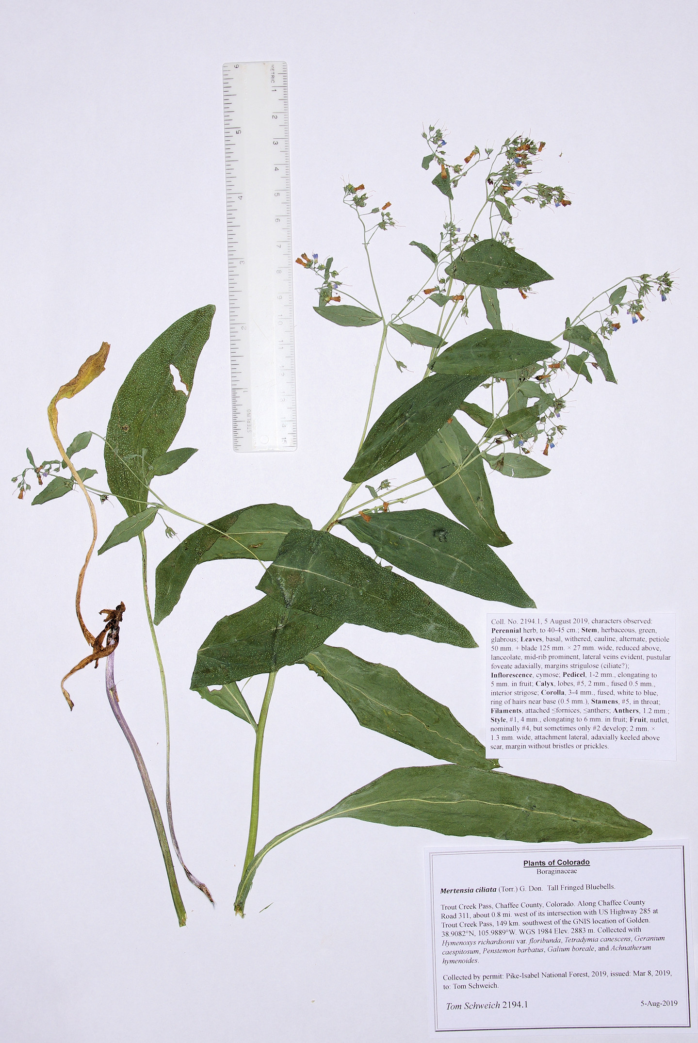 Boraginaceae Mertensia ciliata