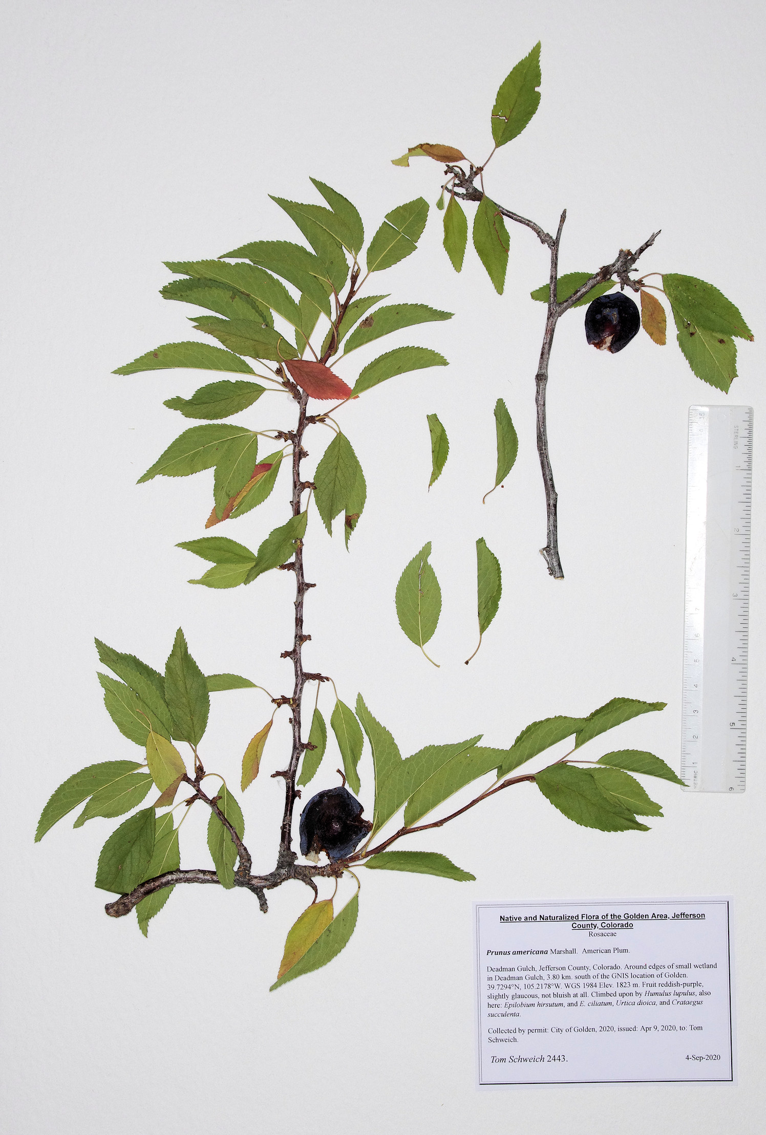 Coll. No. 2443, <i>Prunus americana</i>