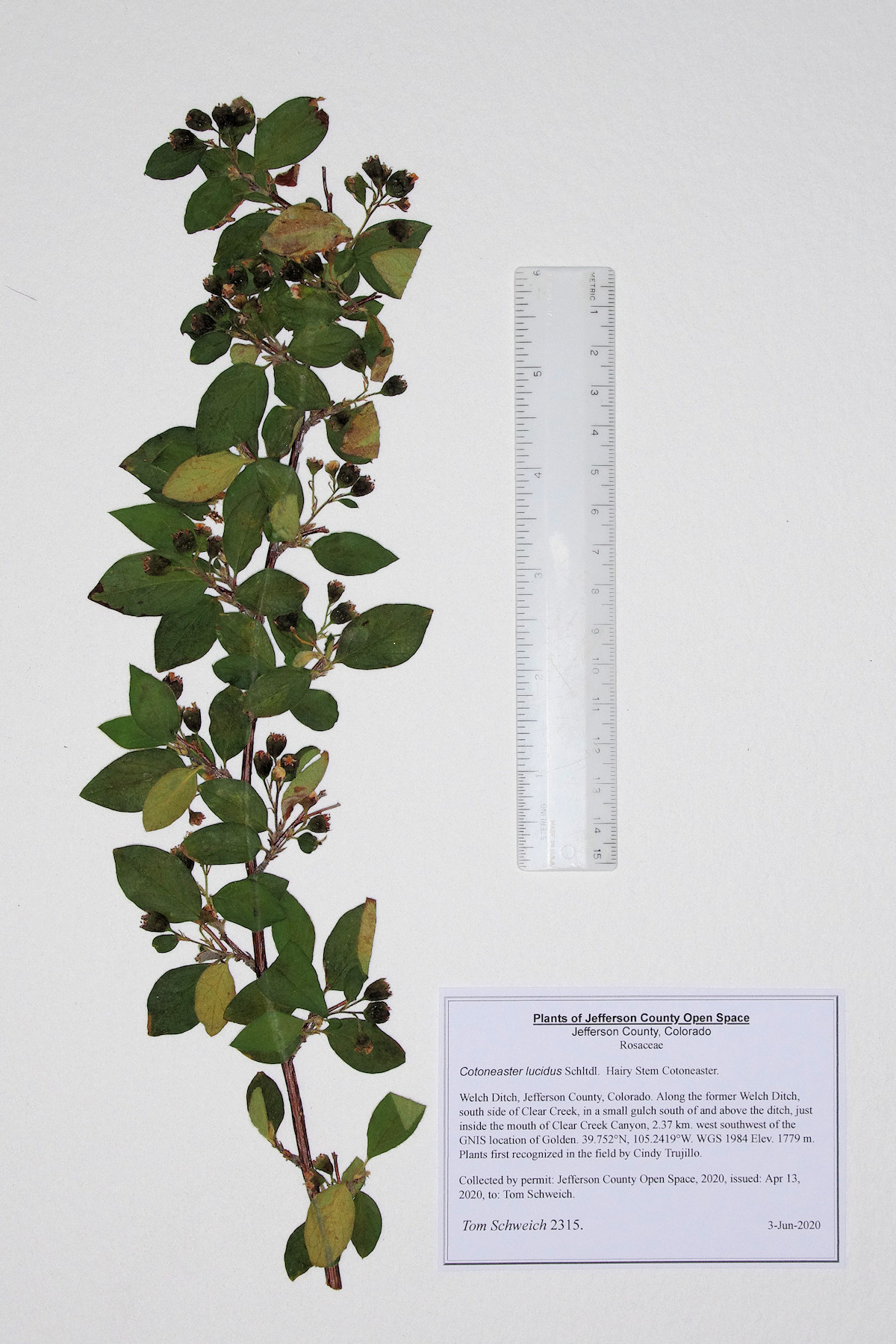 Rosaceae Cotoneaster lucidus