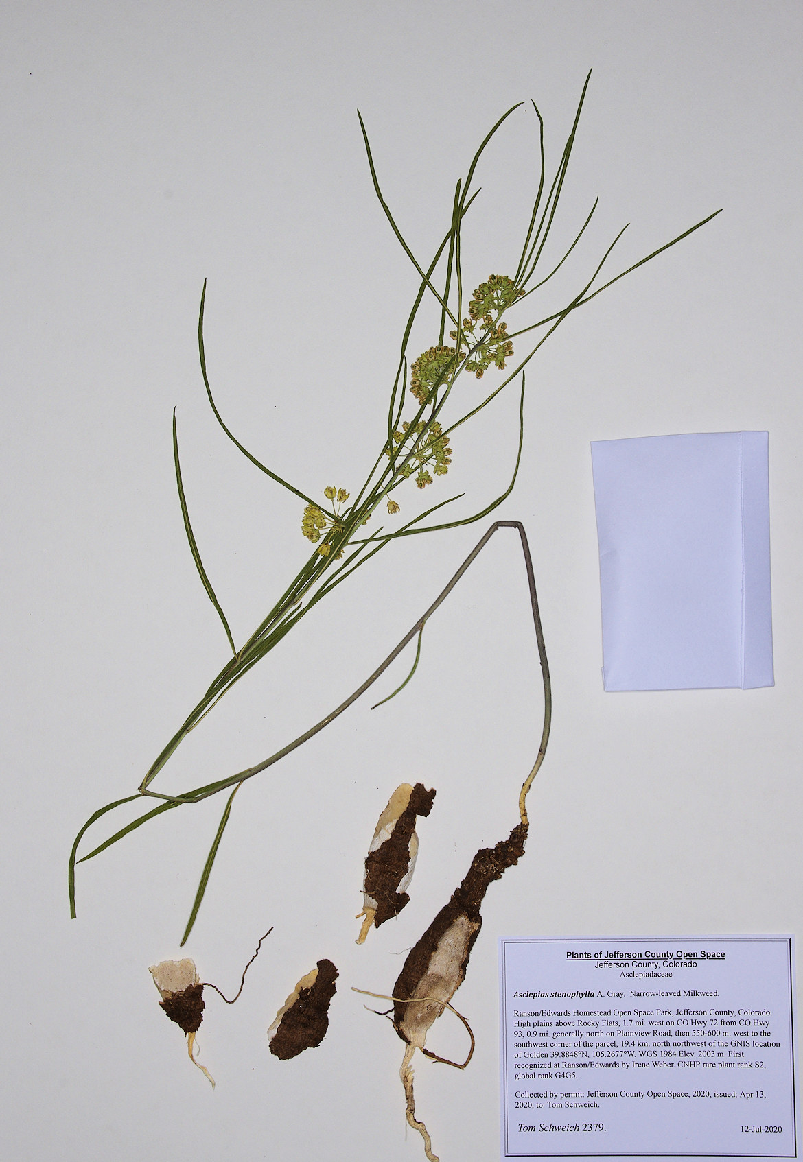 Asclepiadaceae Asclepias stenophylla