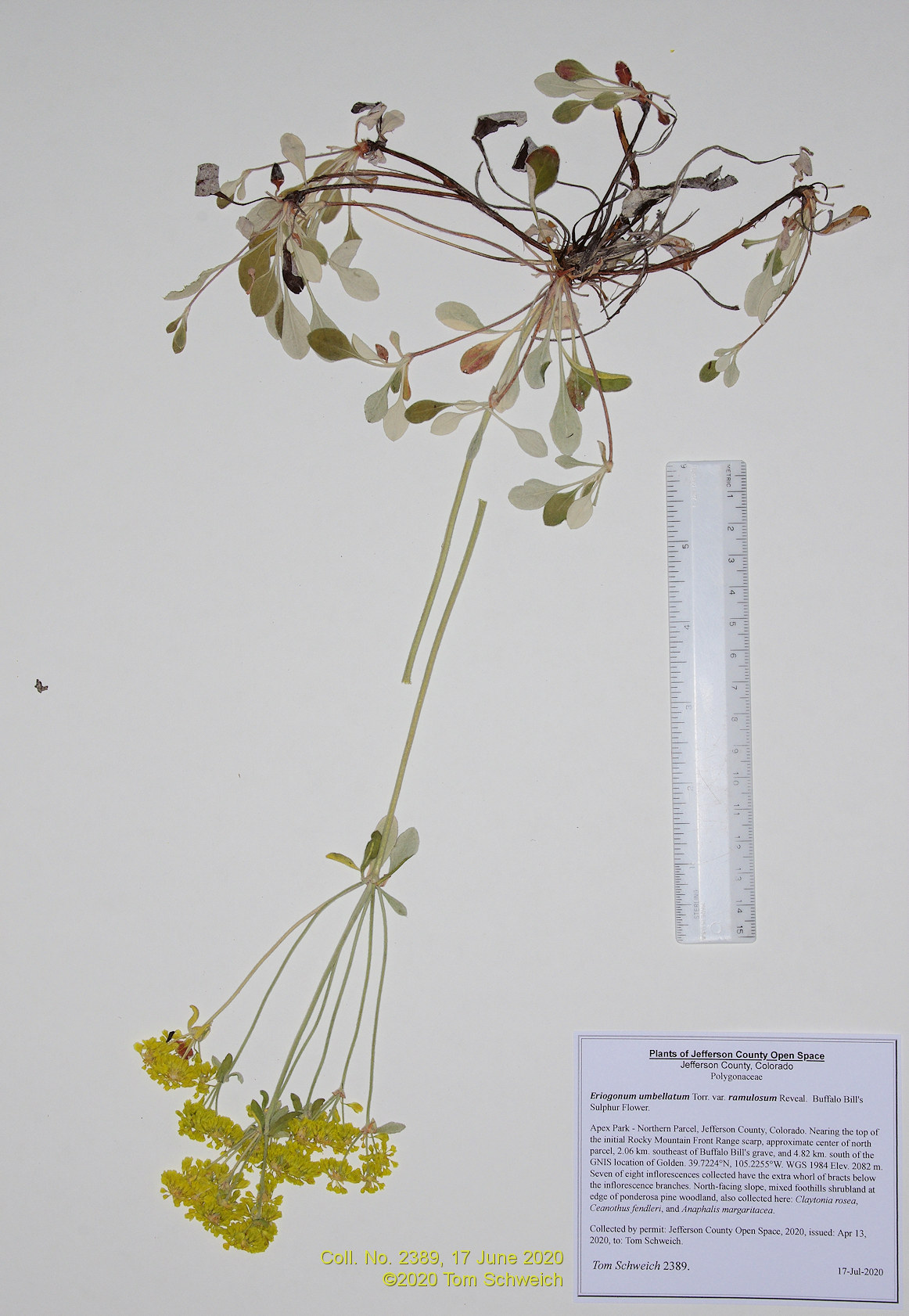 Polygonaceae Eriogonum umbellatum ramulosum