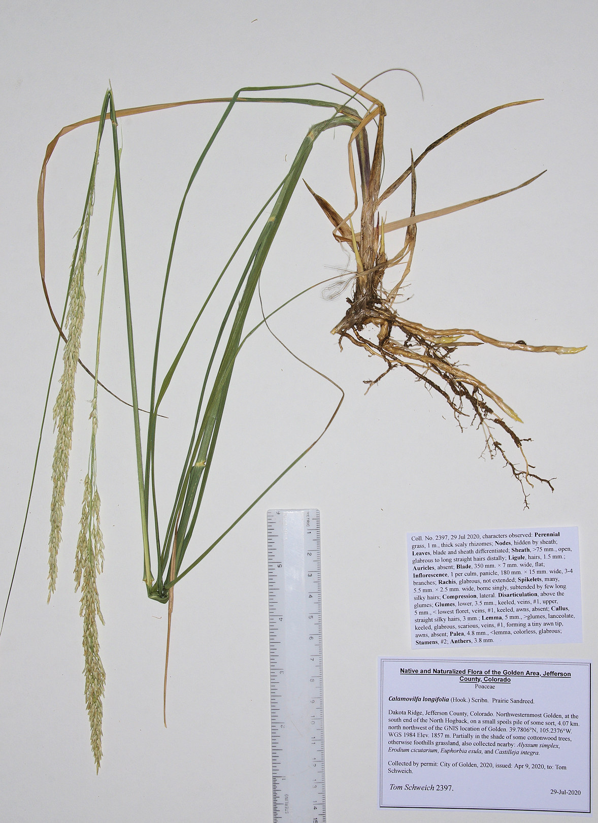 Poaceae Calamovilfa longifolia
