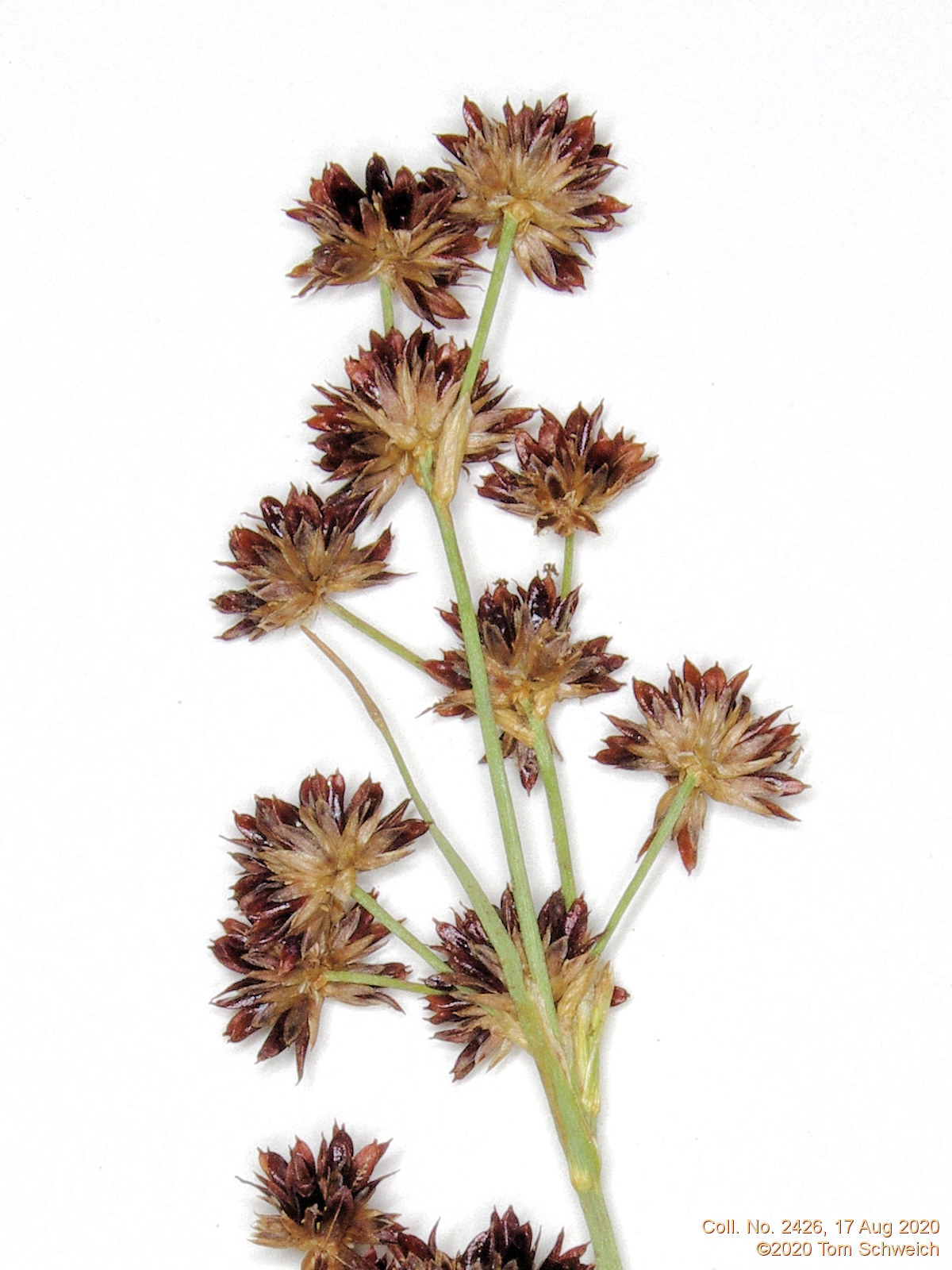 Juncaceae Juncus articulatus