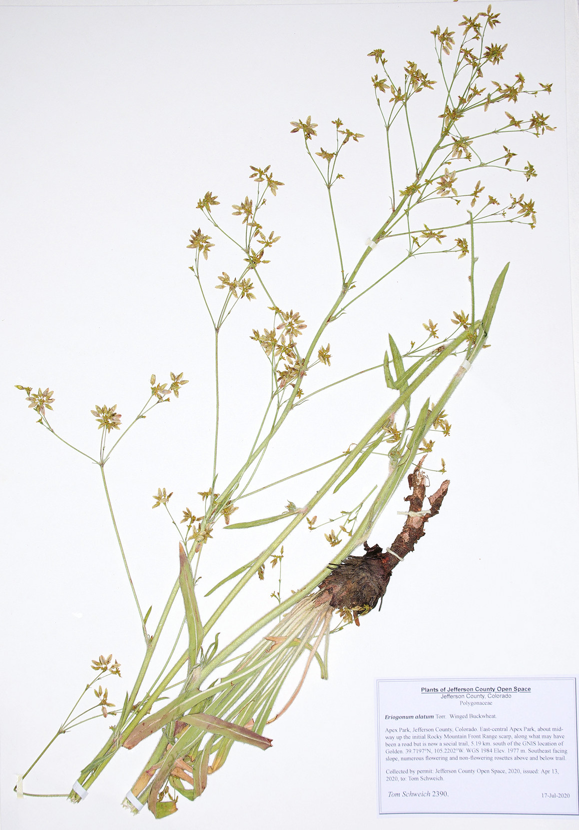Polygonaceae Eriogonum alatum