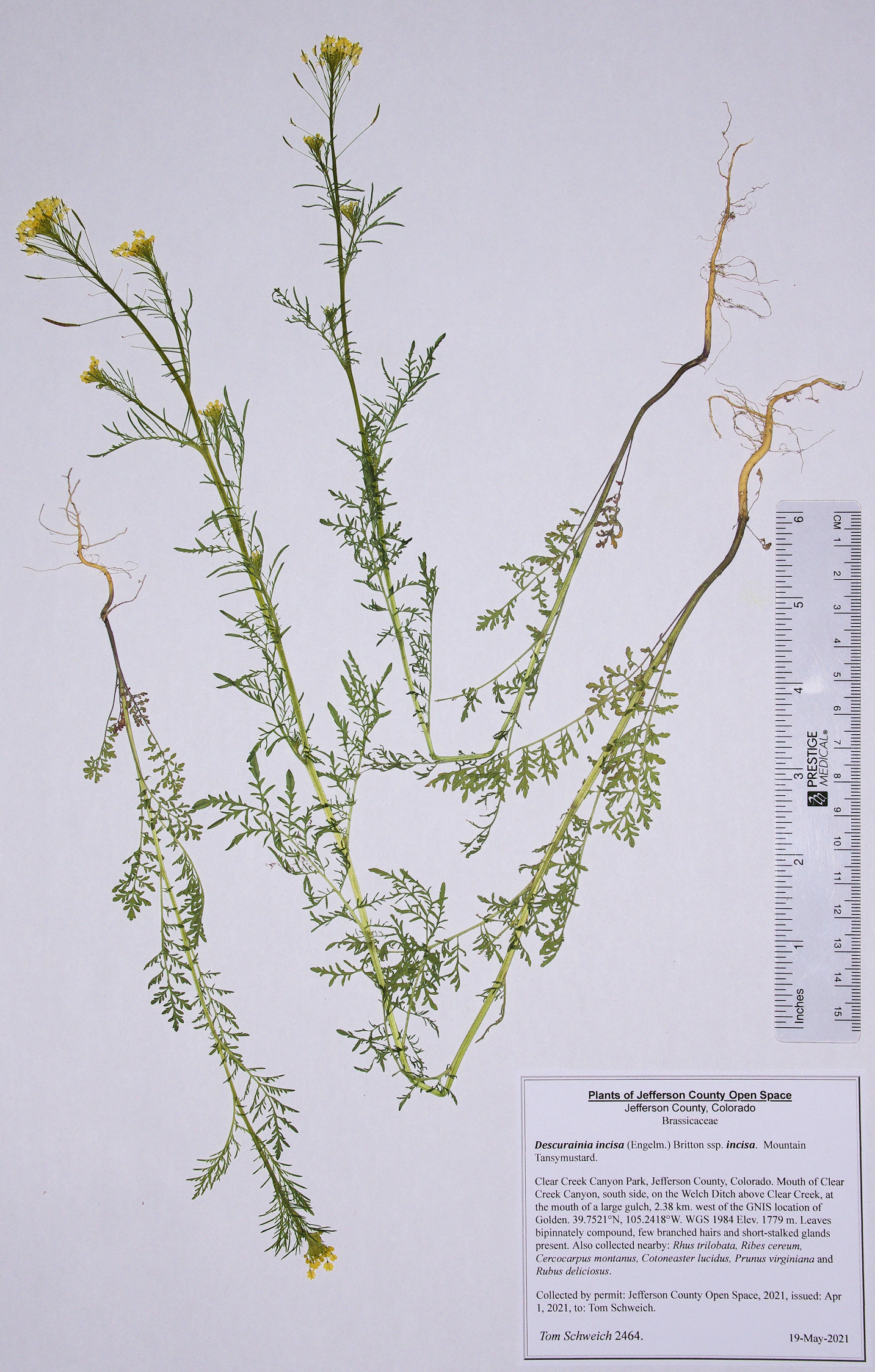Brassicaceae Descurainia incisa