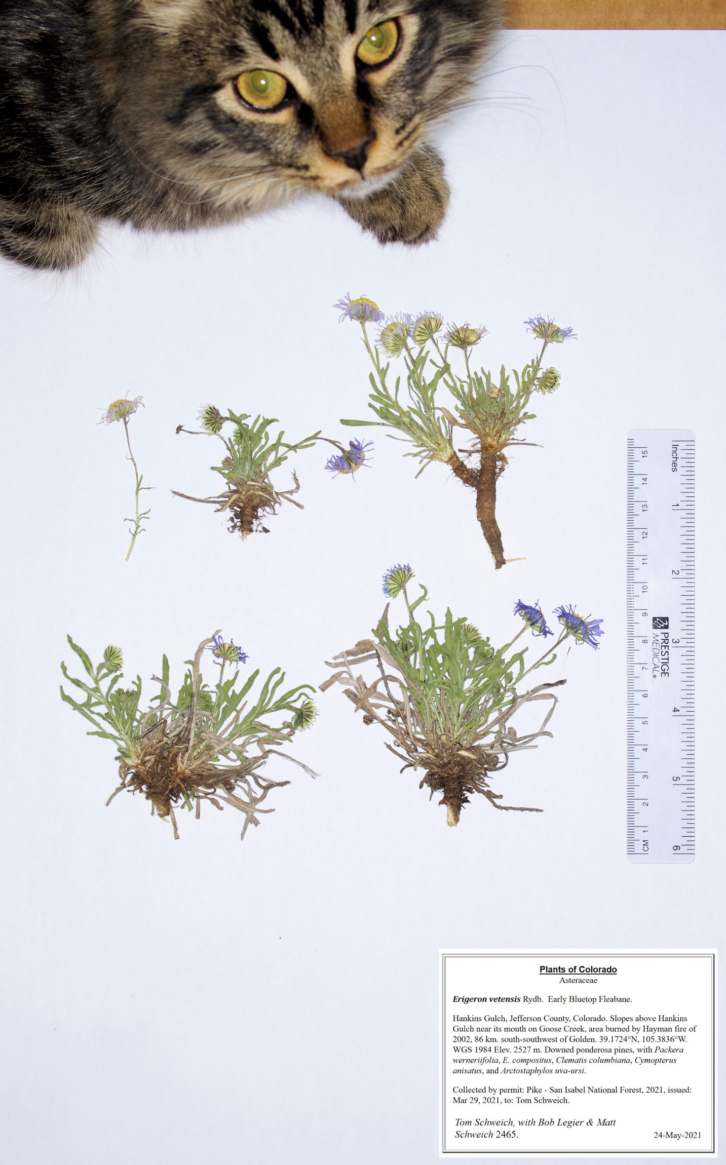 Asteraceae Erigeron vetensis