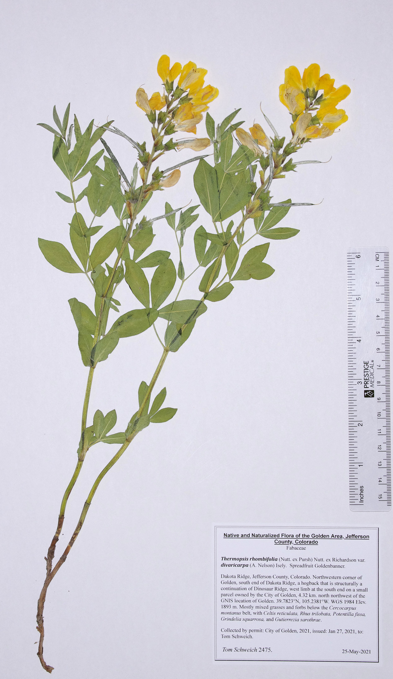 Fabaceae Thermopsis rhombifolia divaricarpa