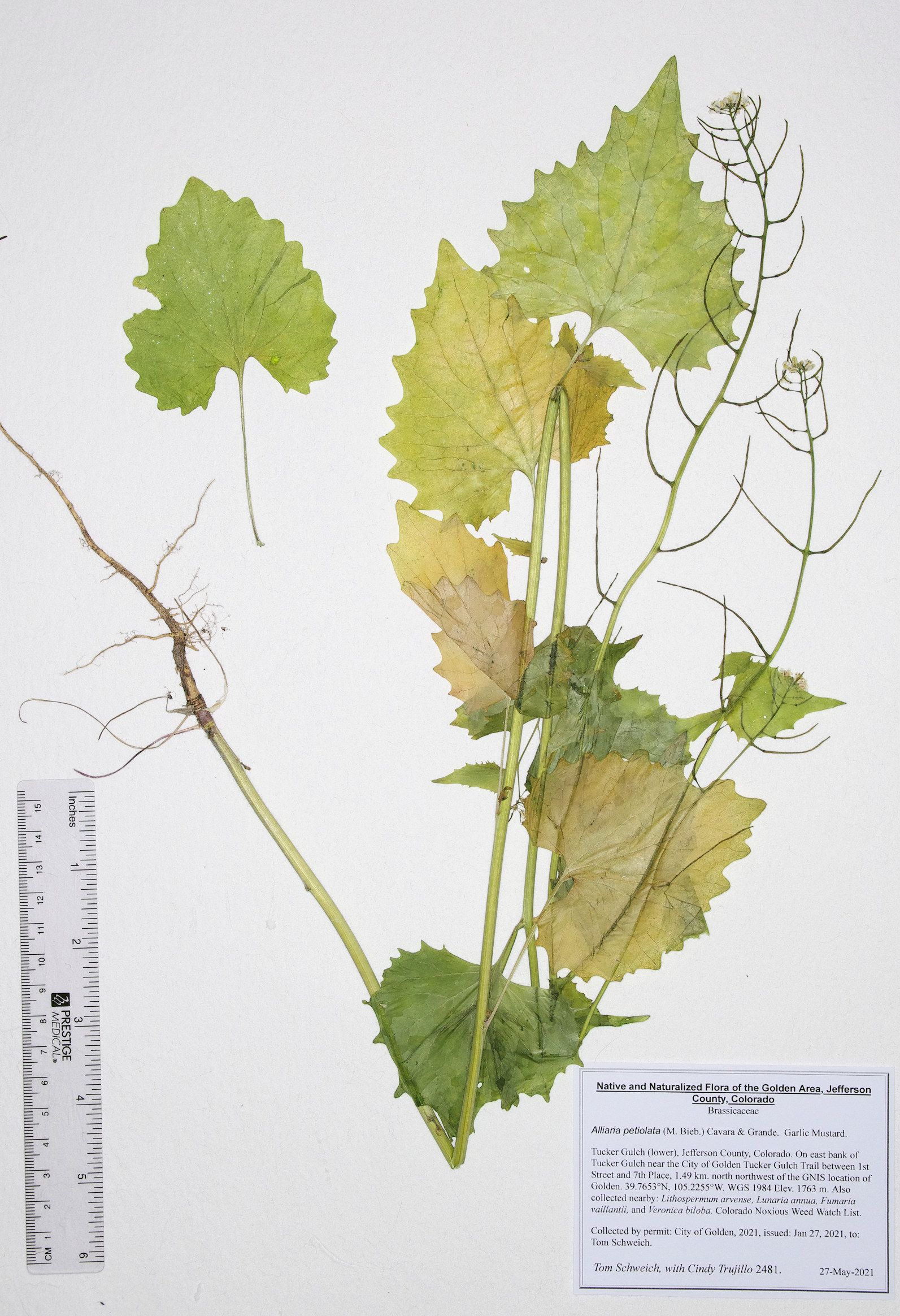 Brassicaceae Alliaria annua
