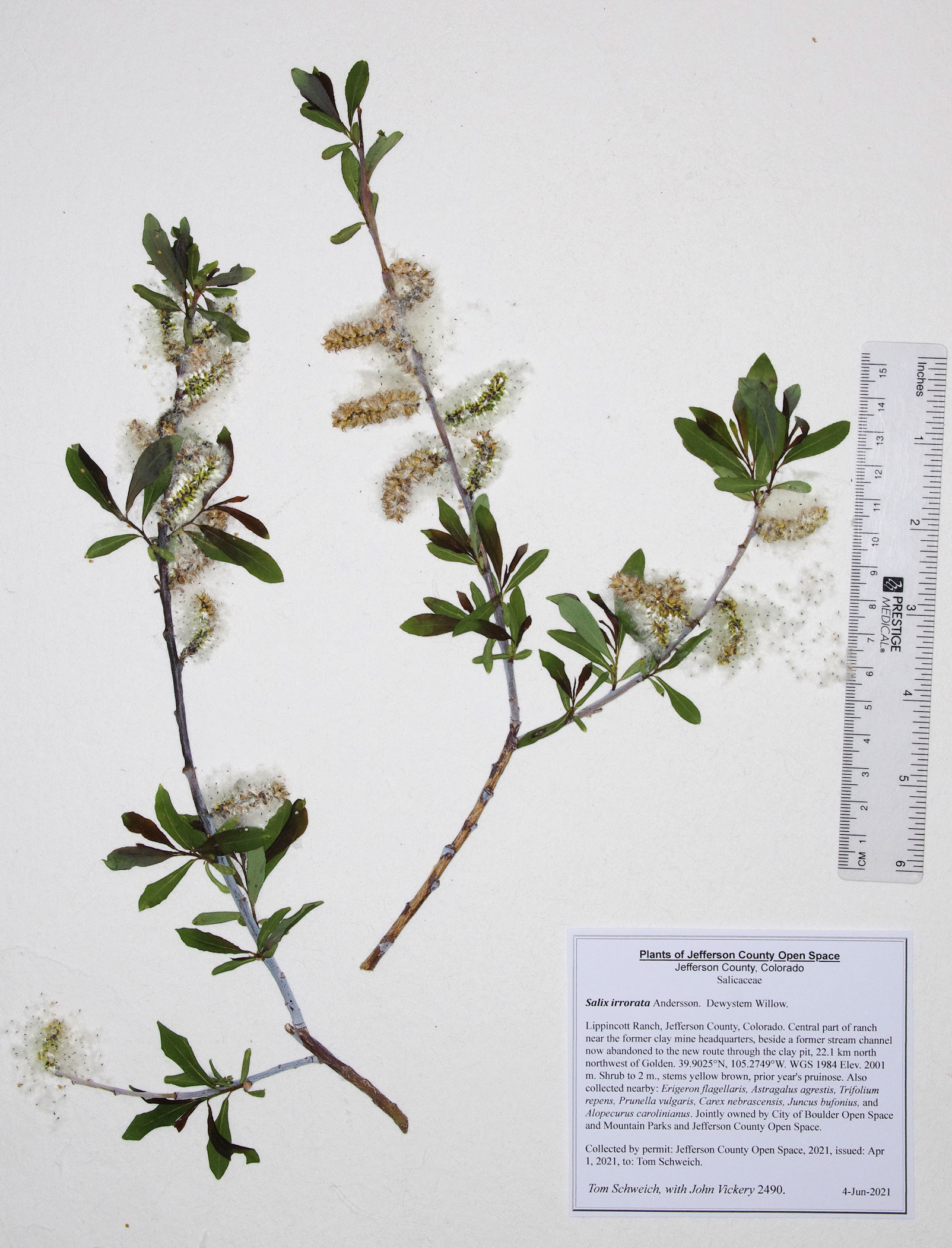 Salicaceae Salix irrorata