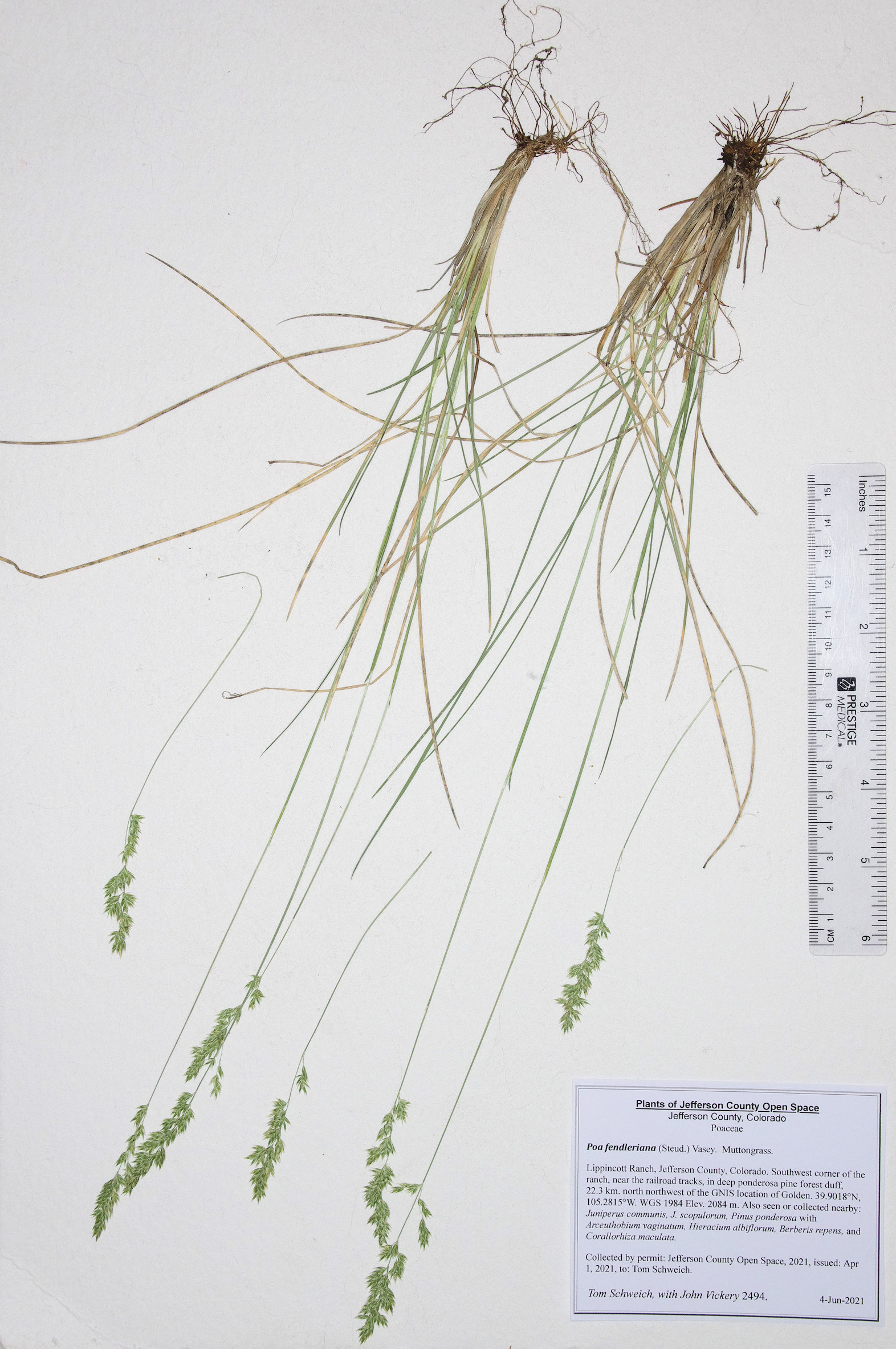 Poaceae Poa fendleriana
