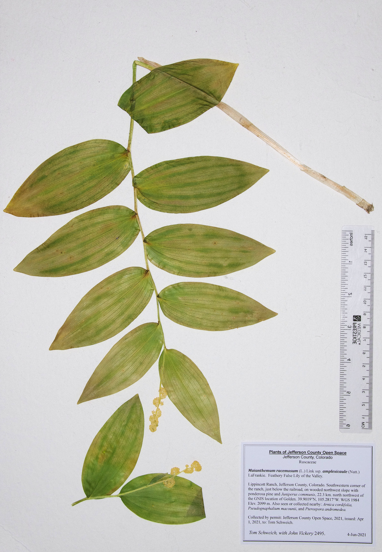Ruscaceae Maianthemum racemosum amplexicaule