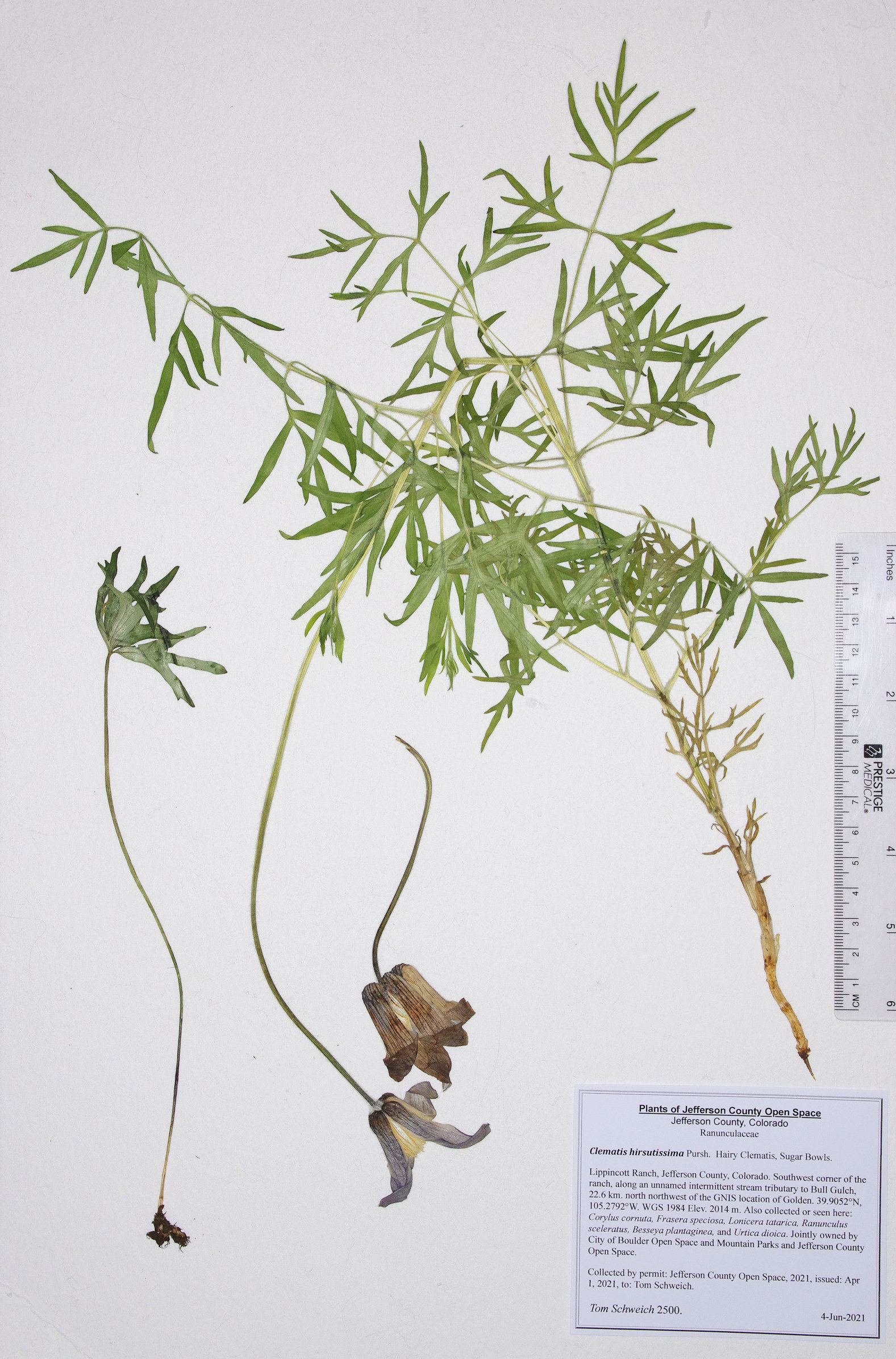 Ranunculaceae Clematis hirsutissima