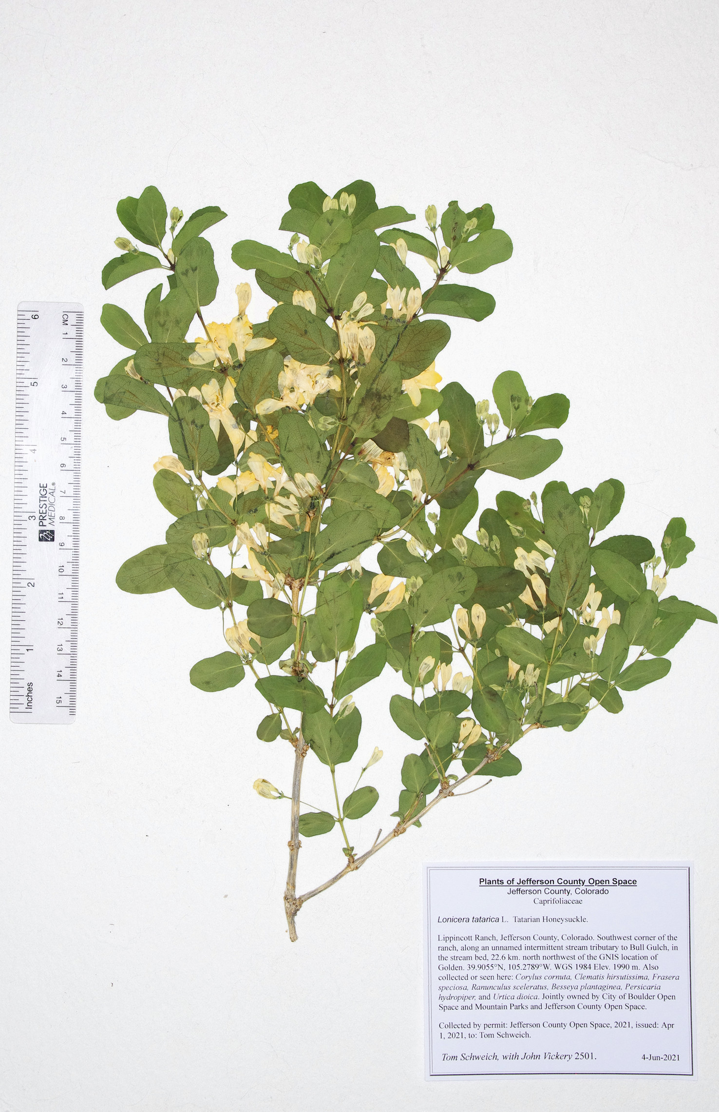 Caprifoliaceae Lonicera tatarica