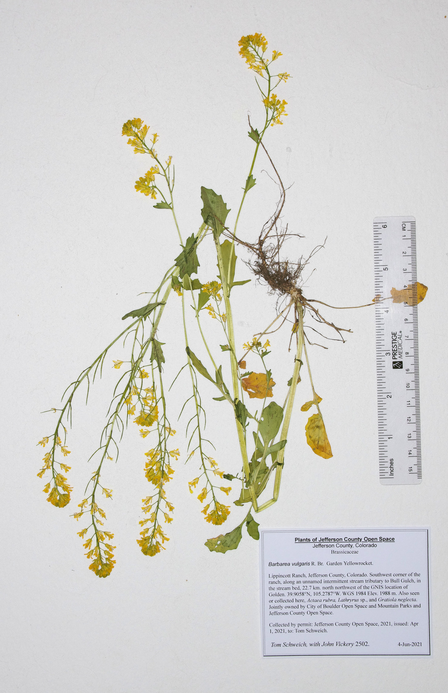 Brassicaceae Barbarea vulgaris