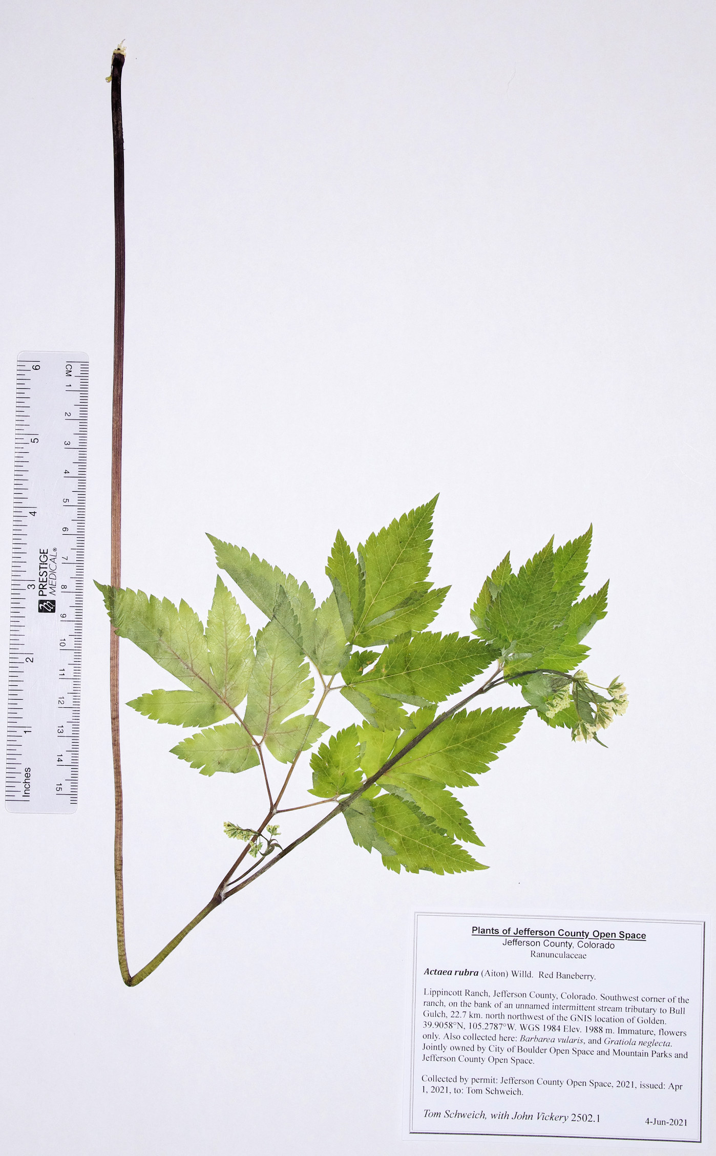 Ranunculaceae Actaea rubra