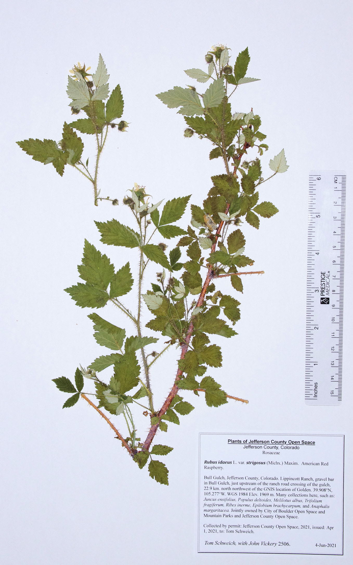 Rosaceae Rubus idaeus strigosus