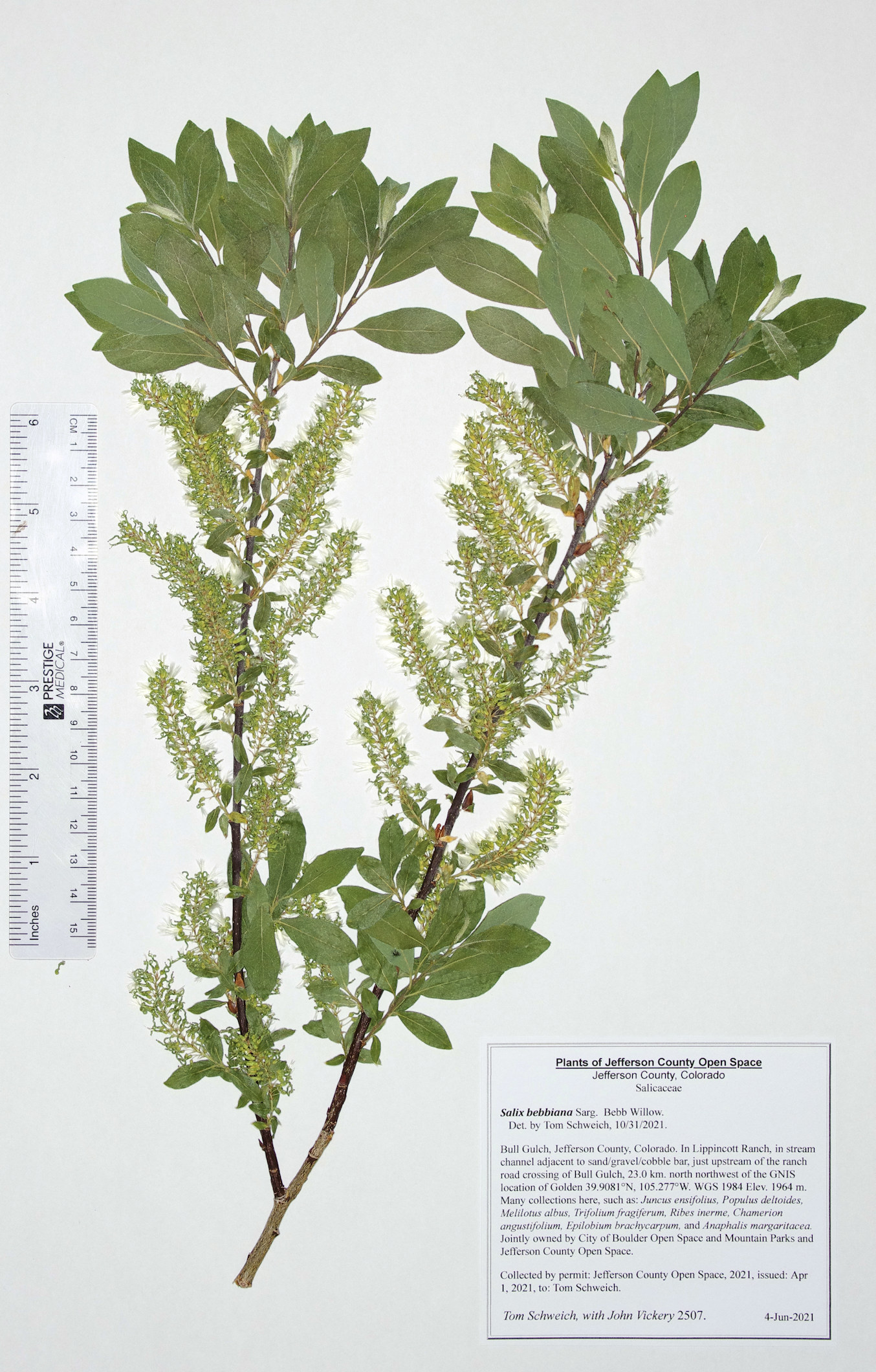 Salicaceae Salix bebbiana