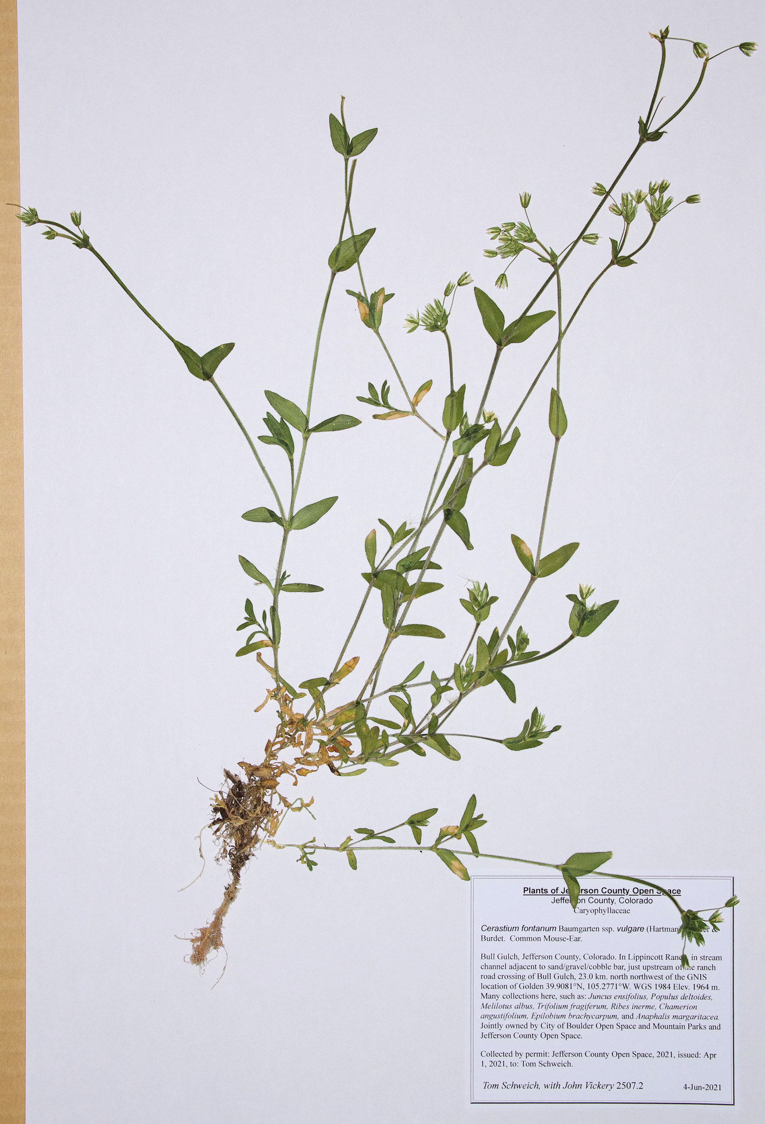 Caryophyllaceae Cerastium fontanum vulgare