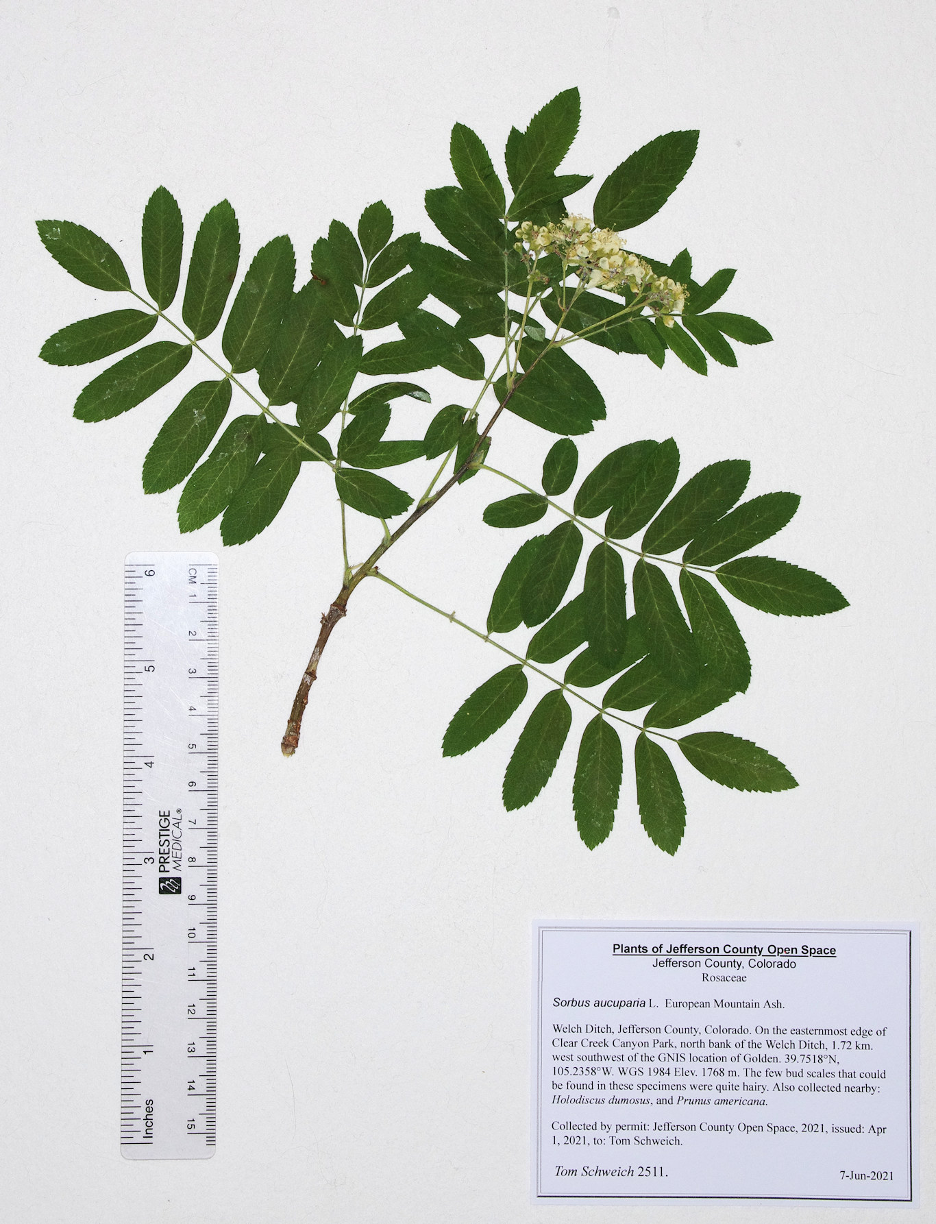Rosaceae Sorbus aucuparia