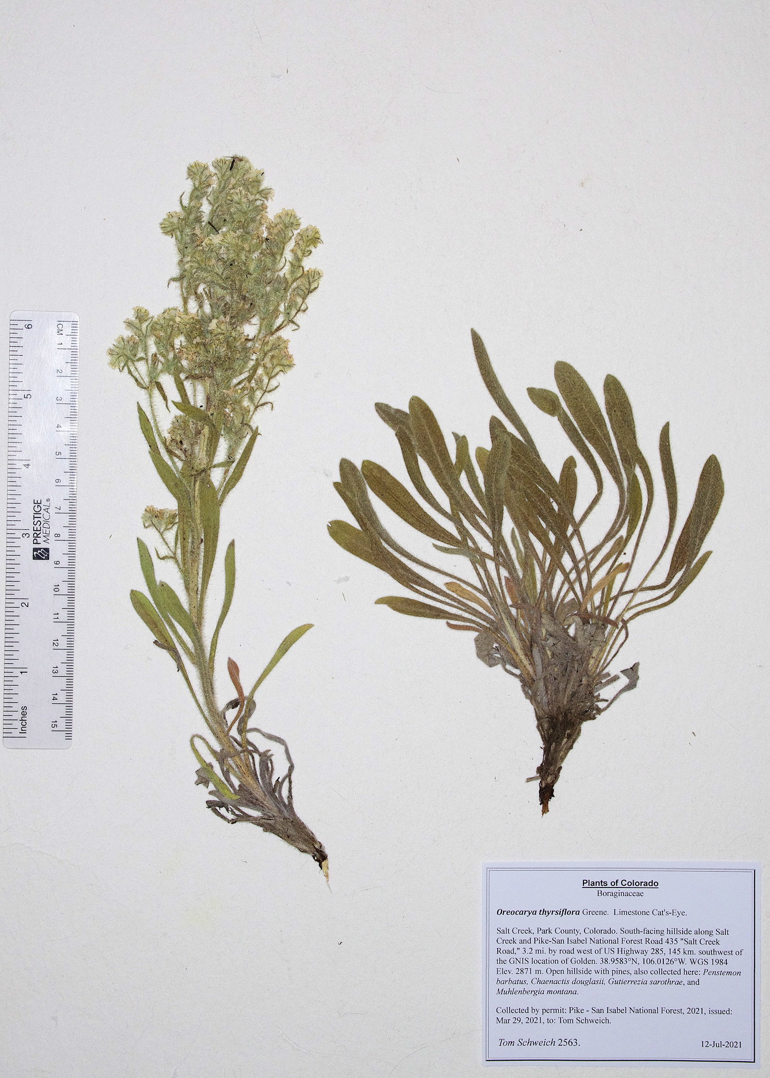 Boraginaceae Oreocarya thyrsiflora