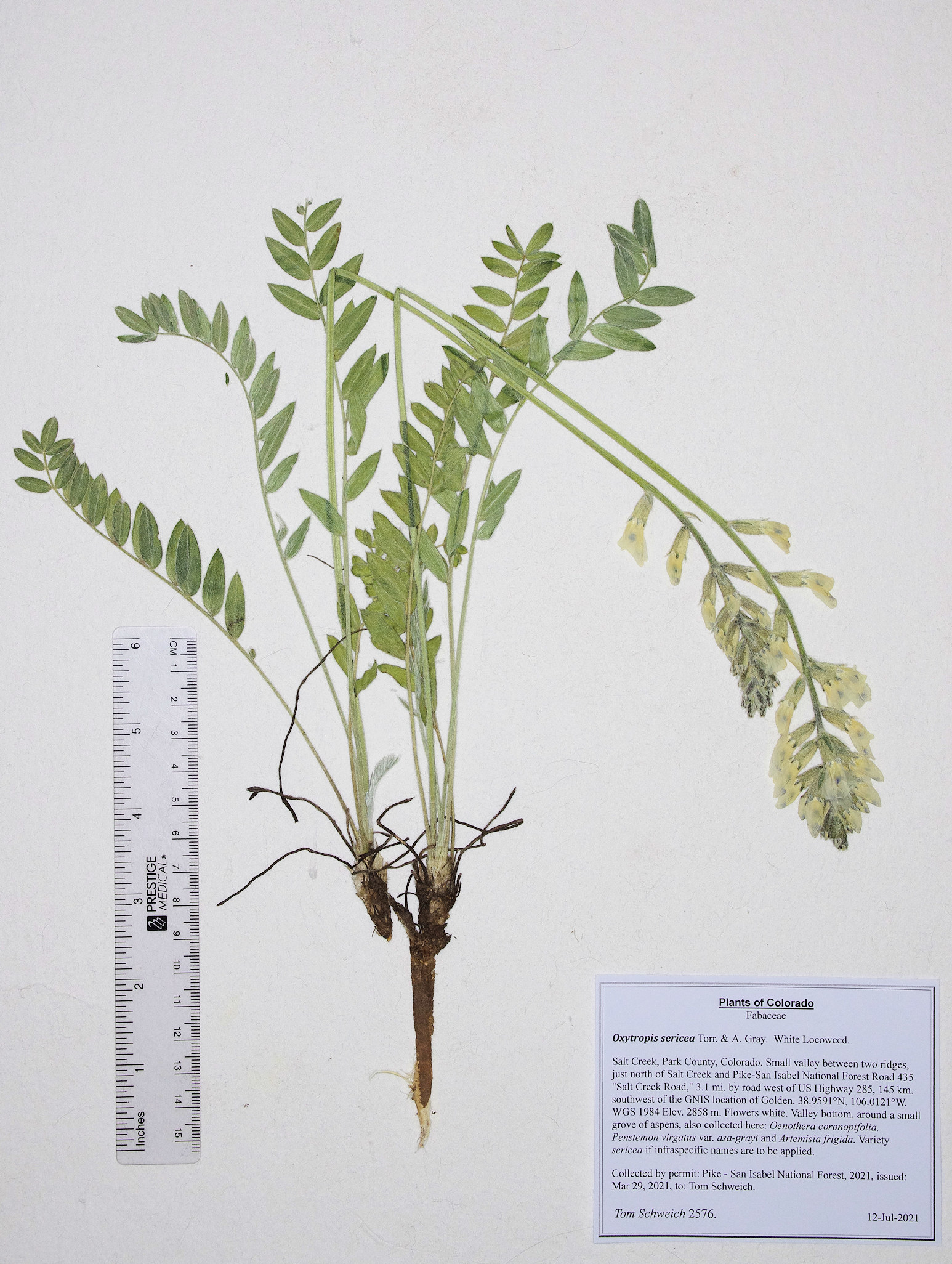 Fabaceae Oxytropis sericea