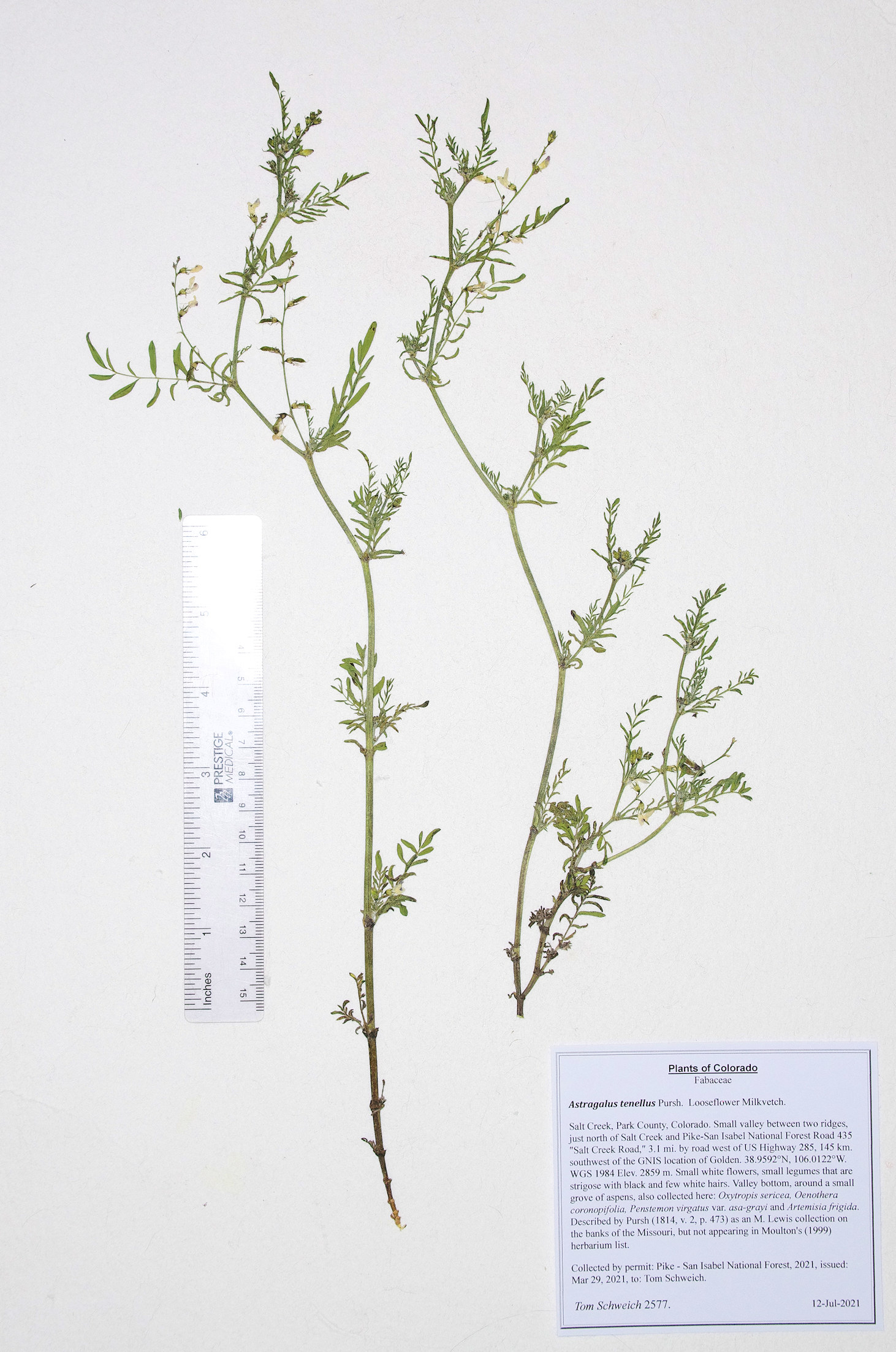 Fabaceae Astragalus tenellus