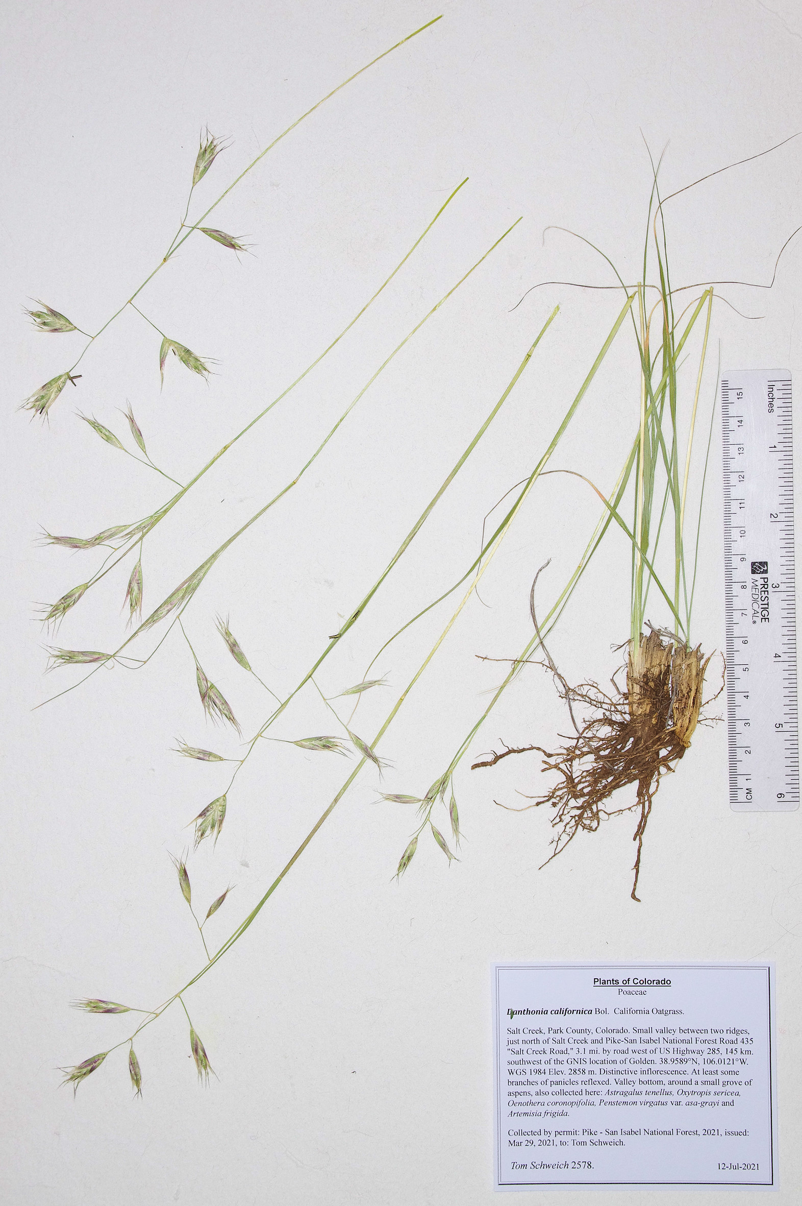 Poaceae Danthonia californica