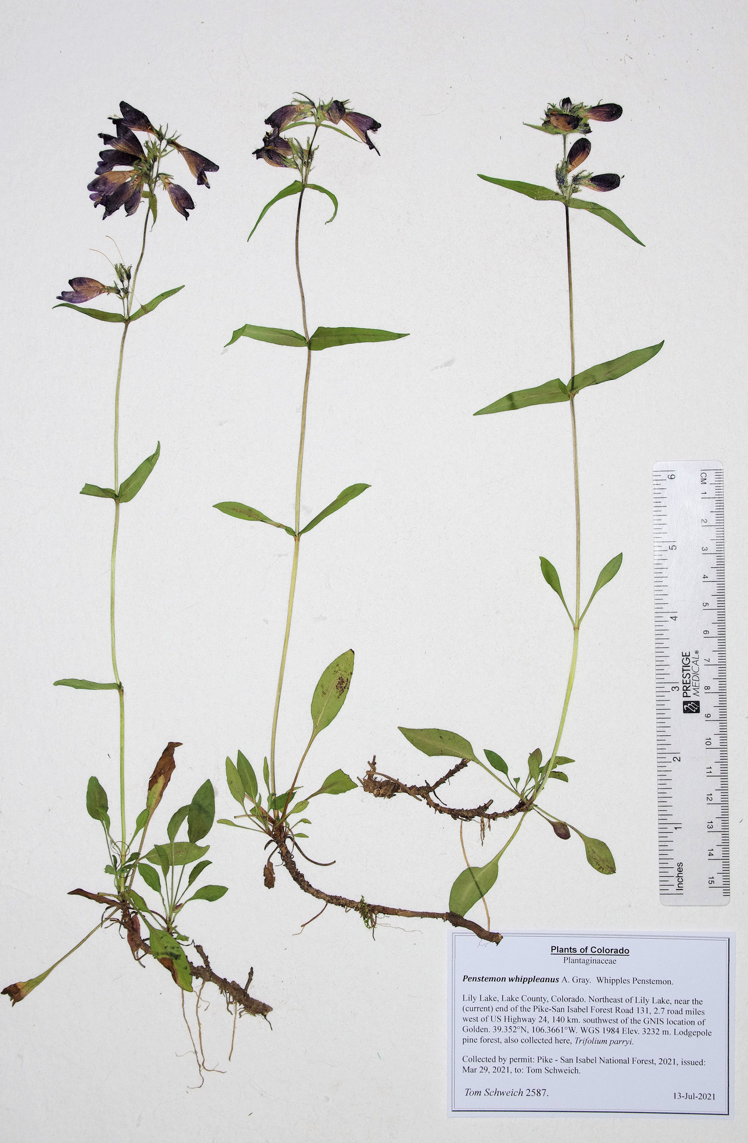Plantaginaceae Penstemon whippleanus