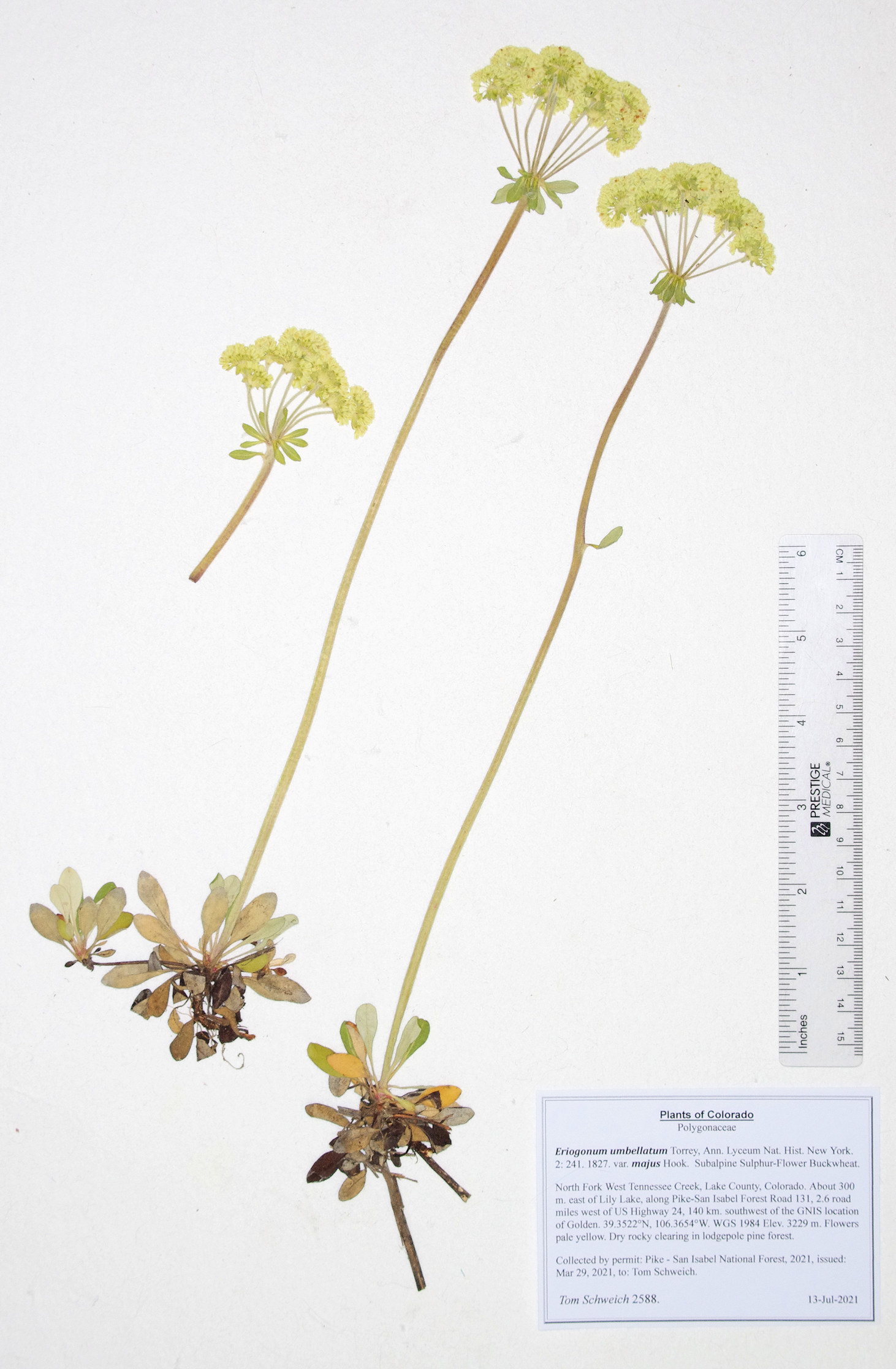 Polygonaceae Eriogonum umbellatum majus