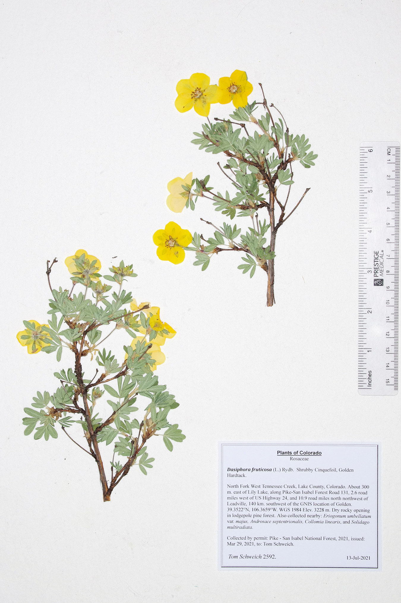 Rosaceae Dasiphora fruticosa