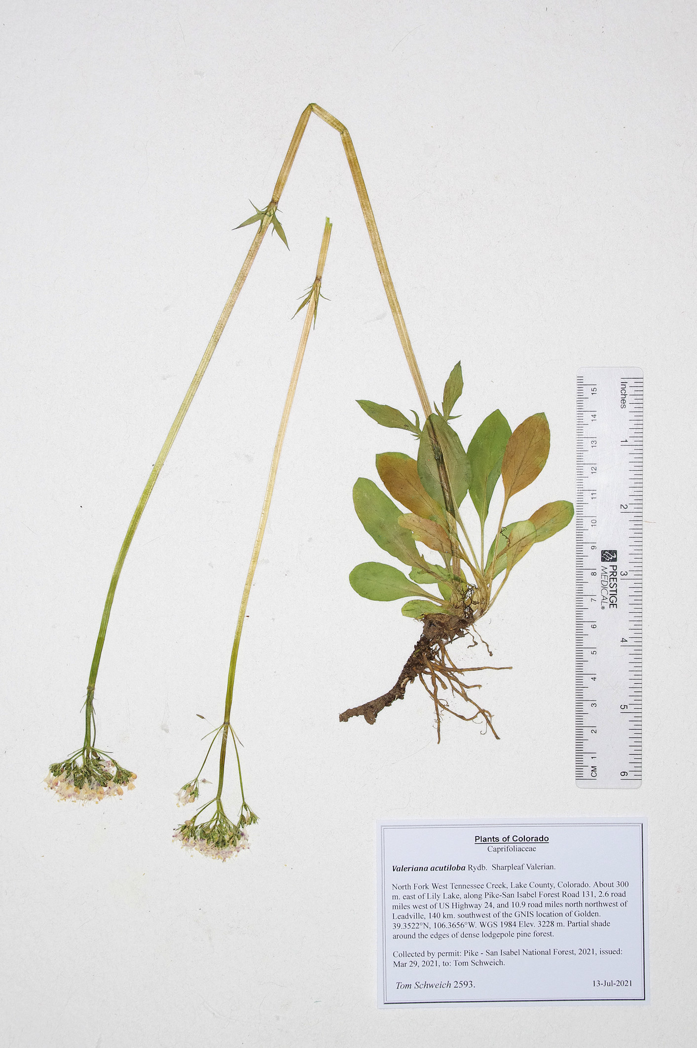 Caprifoliaceae Valeriana acutiloba