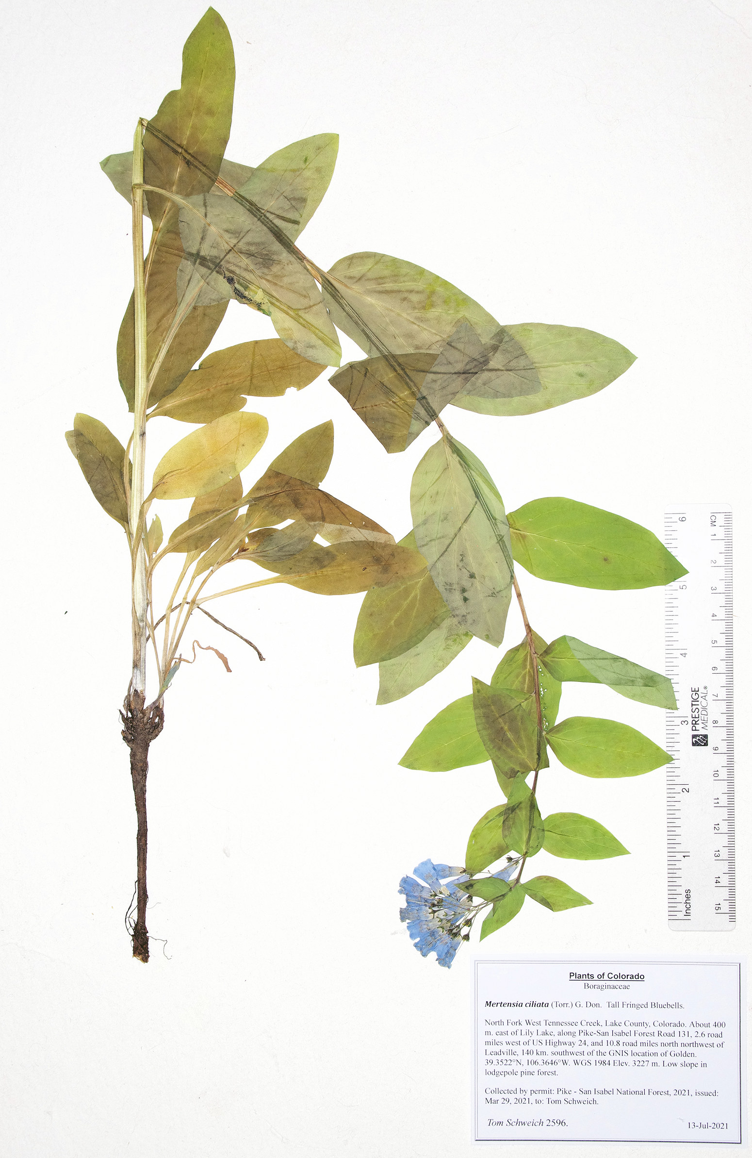 Boraginaceae Mertensia ciliata