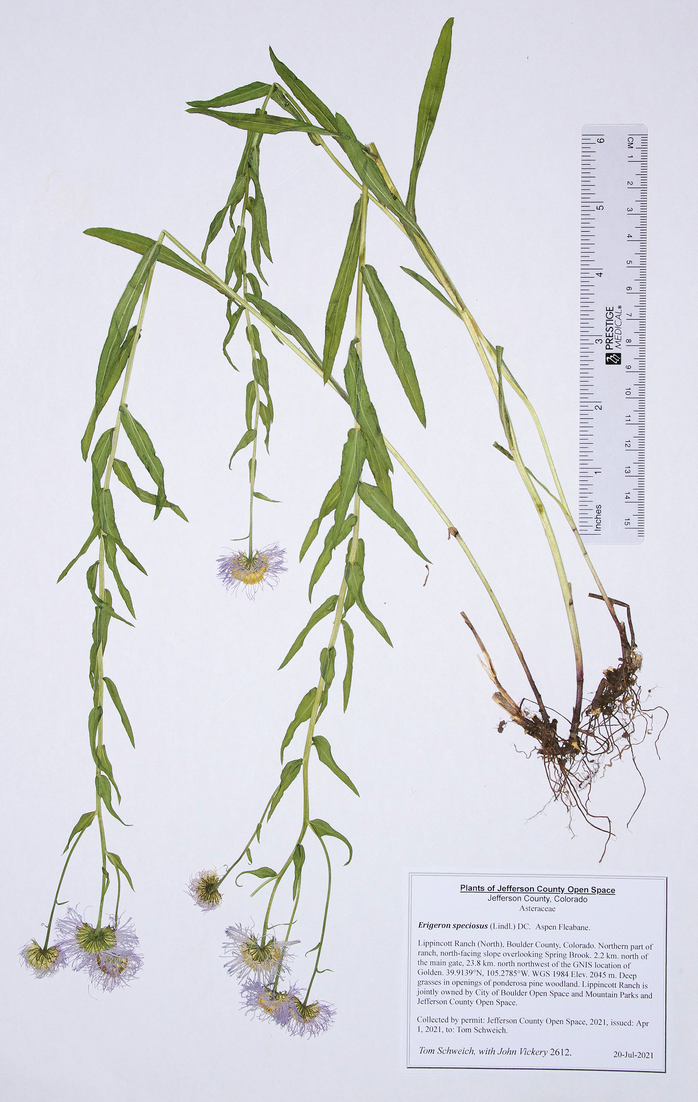 Asteraceae Erigeron speciosus