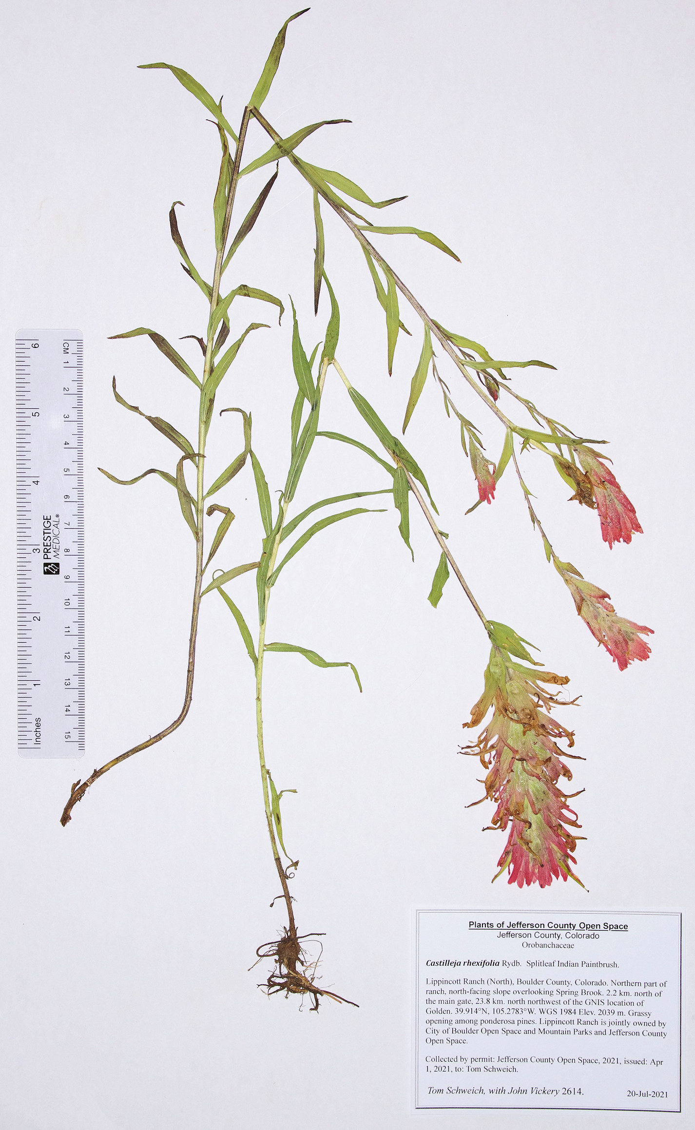 Orobanchaceae Castilleja rhexifolia