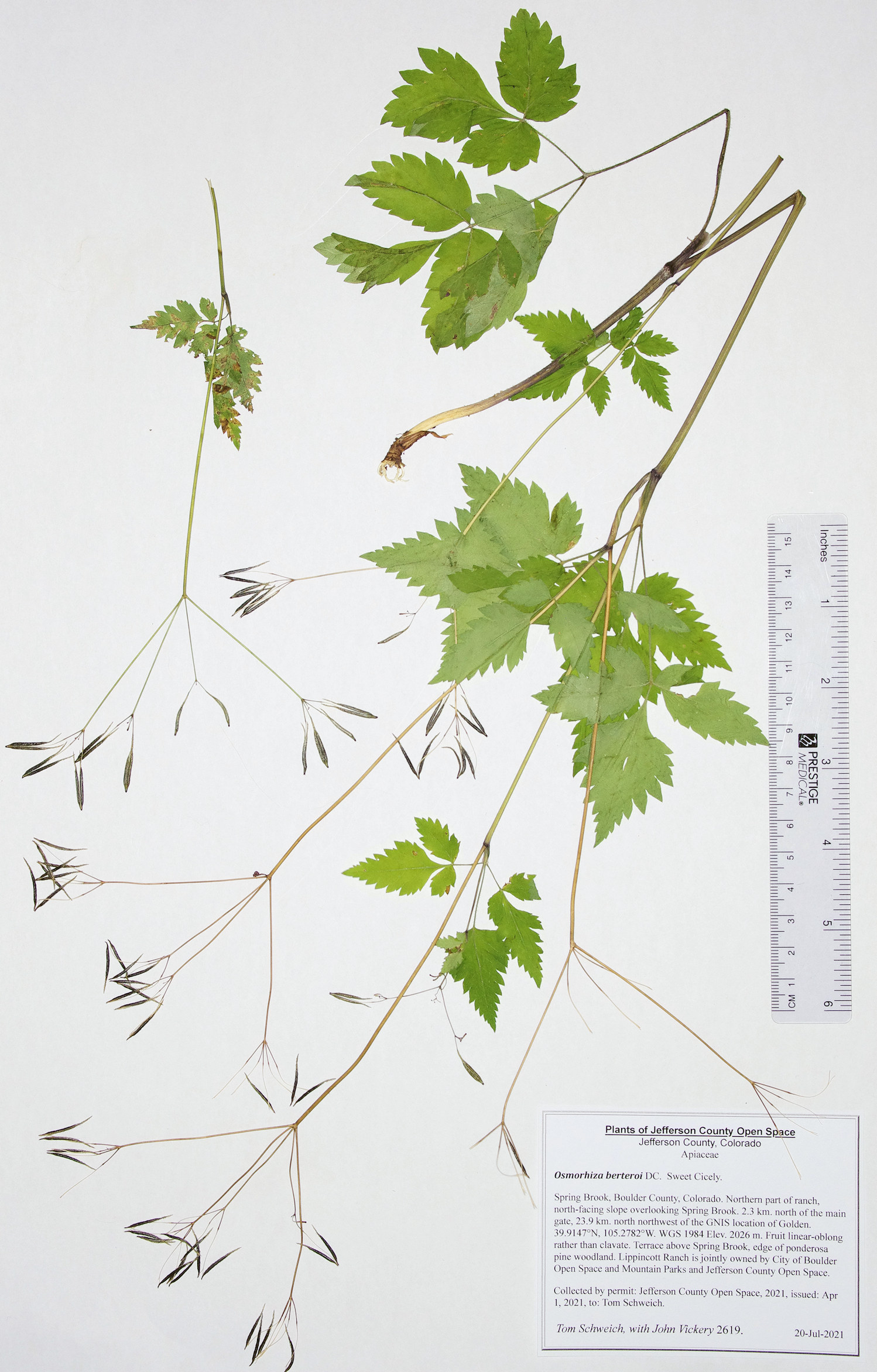 Apiaceae Osmorhiza berteroi